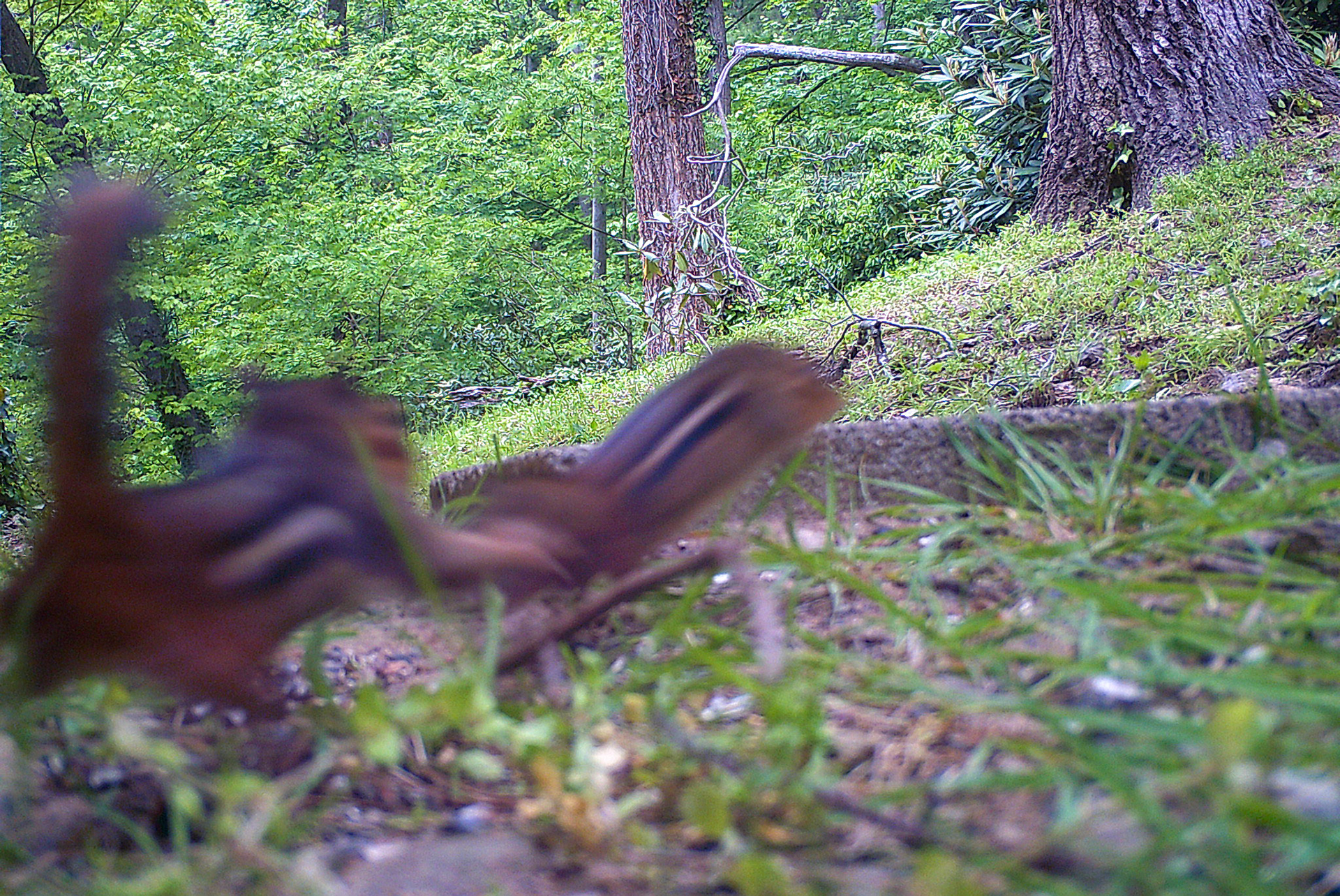 Chipmunks in Asheville, North Carolina