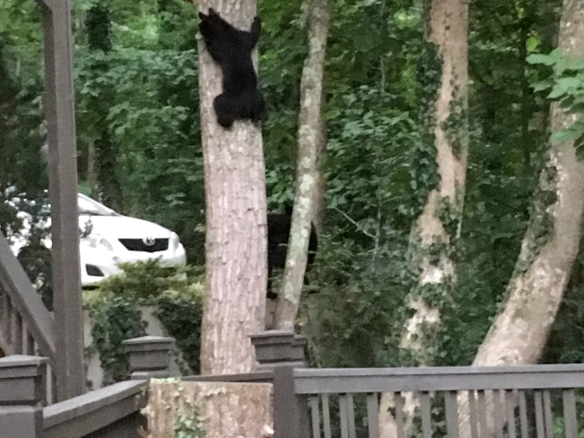 Black Bears in Asheville, North Carolina