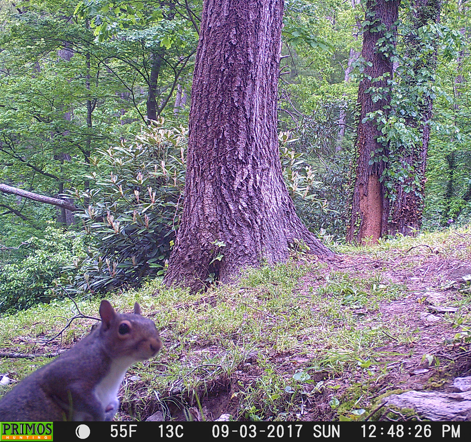 Squirrels in Asheville, North Carolina