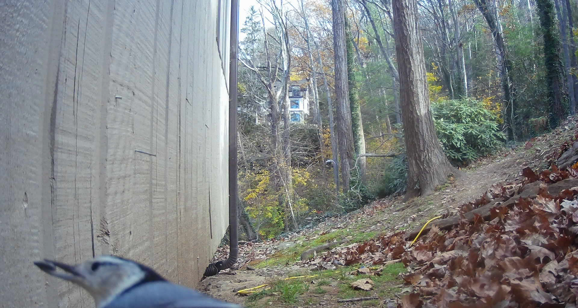 Birds in Asheville, North Carolina