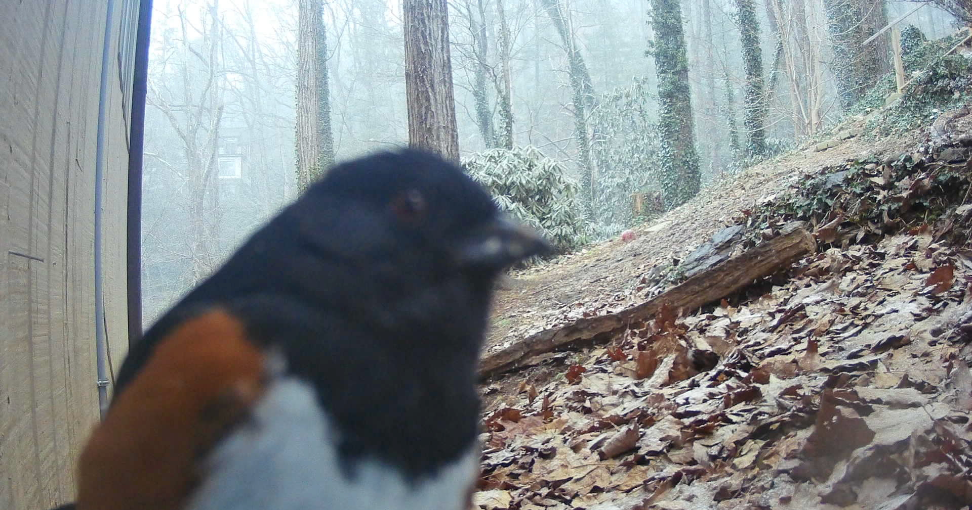 Birds in Asheville, North Carolina