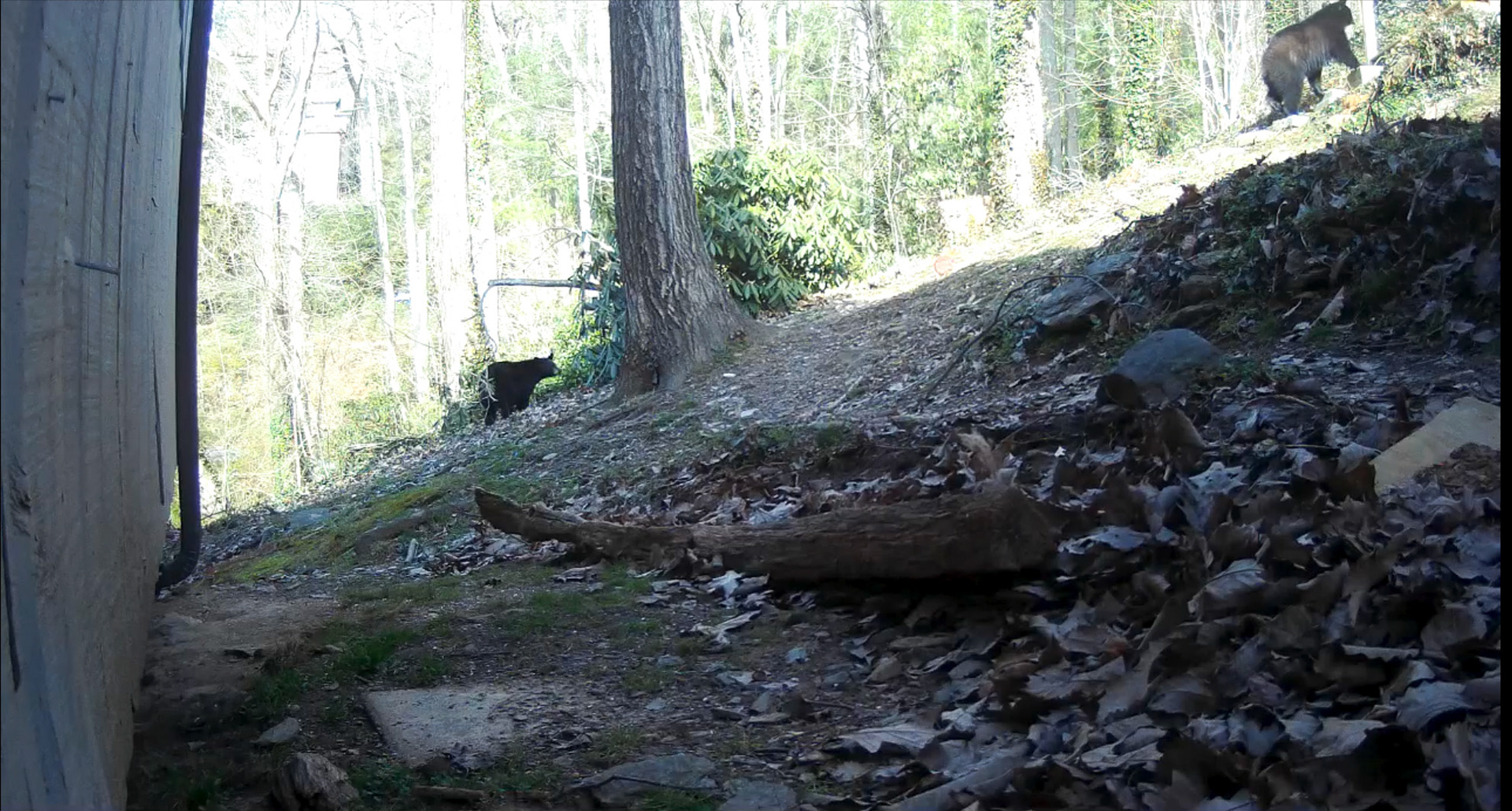 Black Bears in Asheville, North Carolina