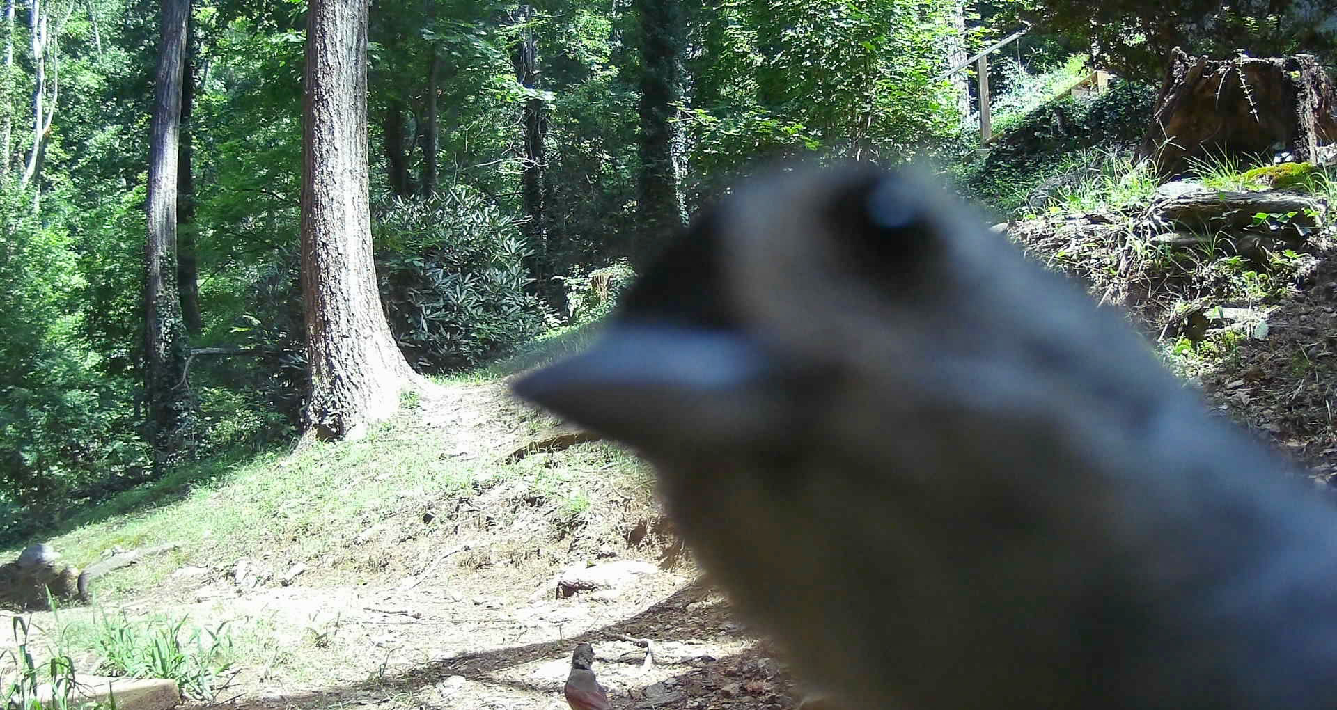 Birds in Asheville, North Carolina