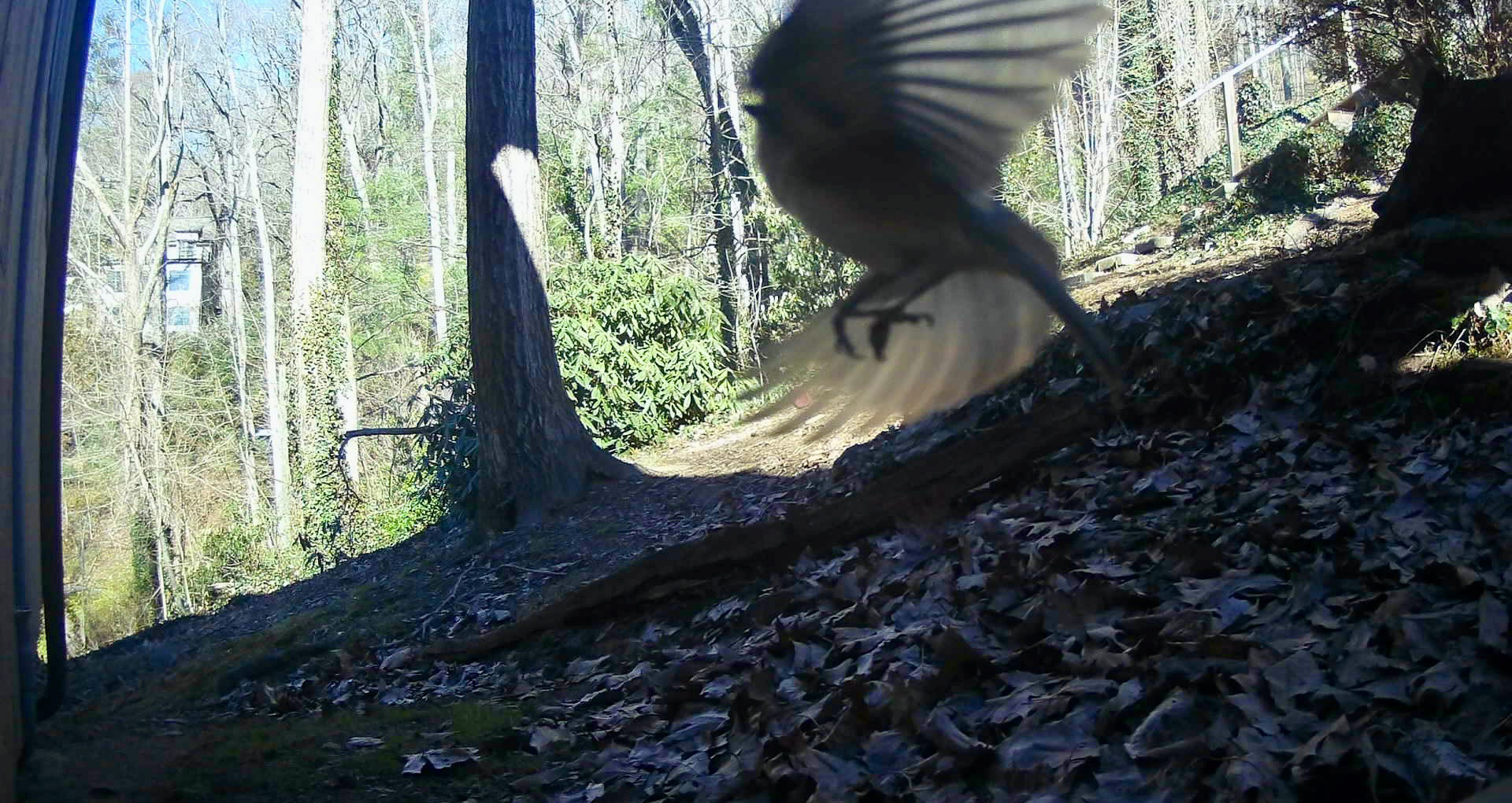 Birds in Asheville, North Carolina