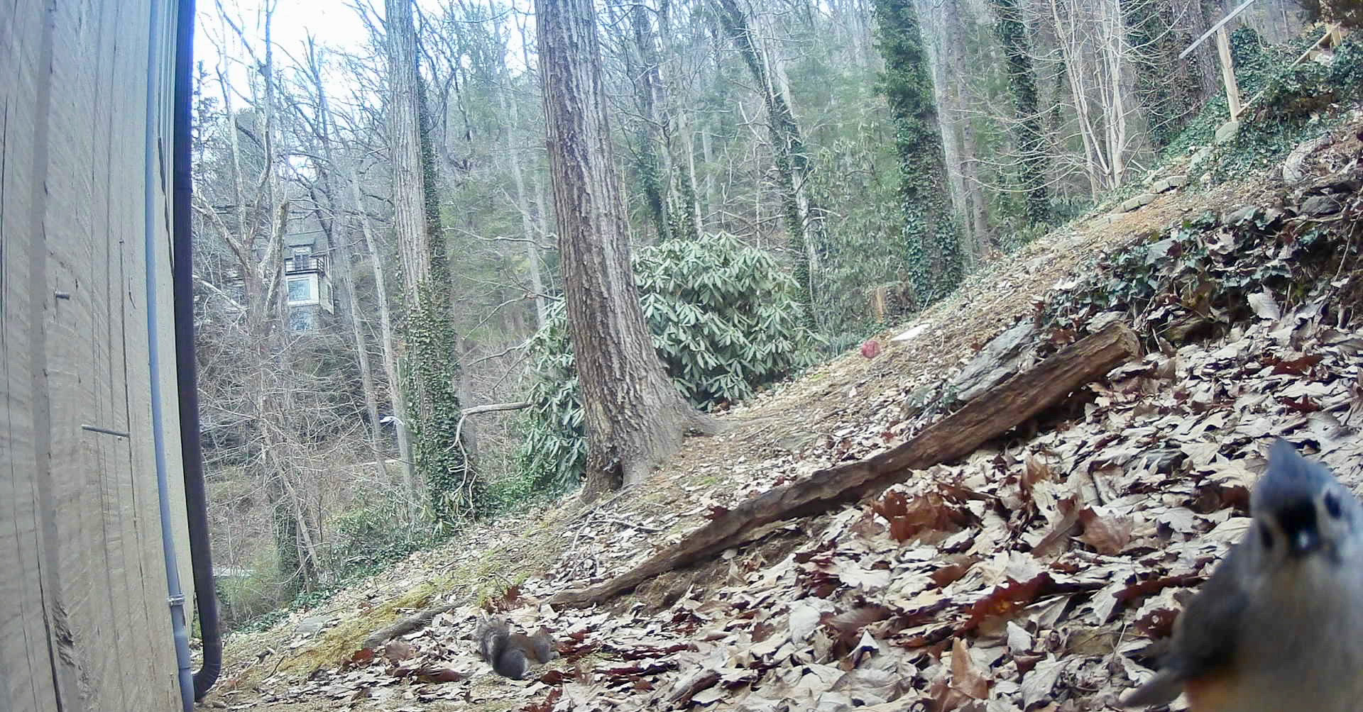 Birds in Asheville, North Carolina