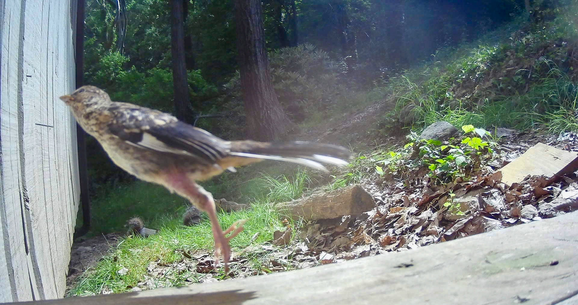 Birds in Asheville, North Carolina