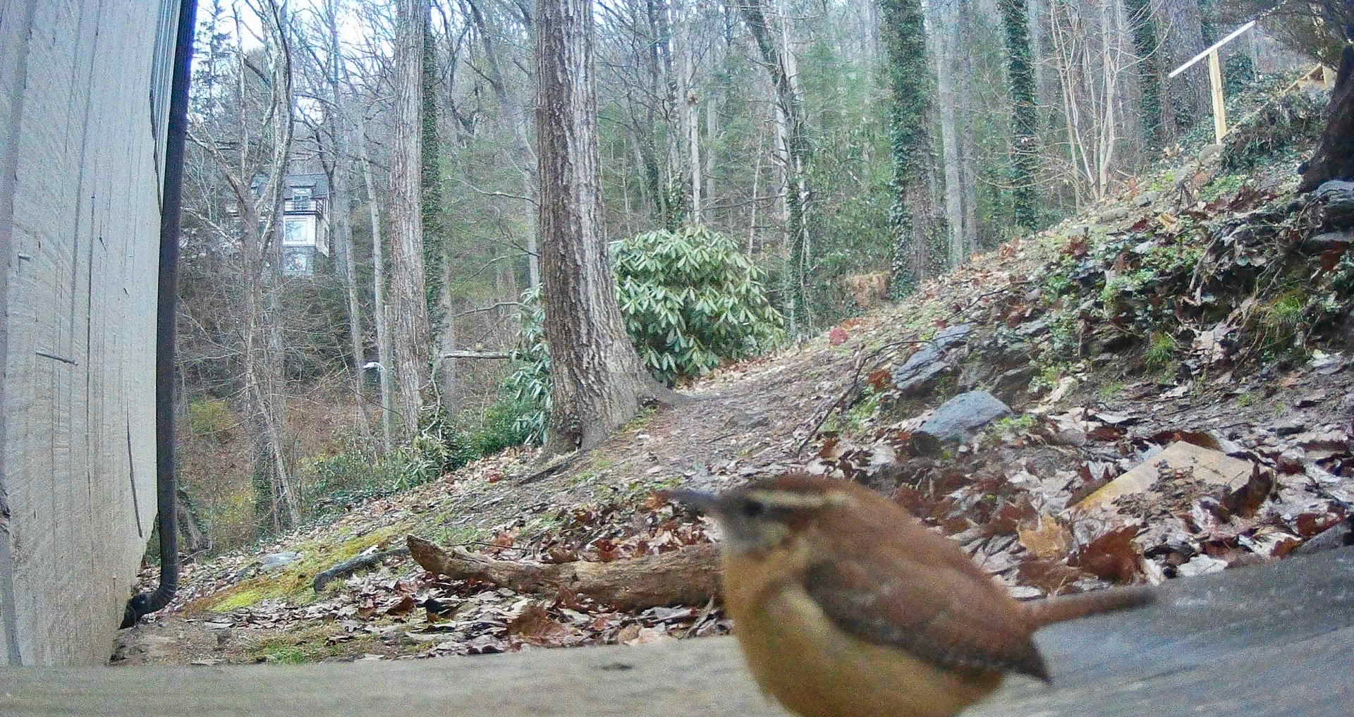 Birds in Asheville, North Carolina