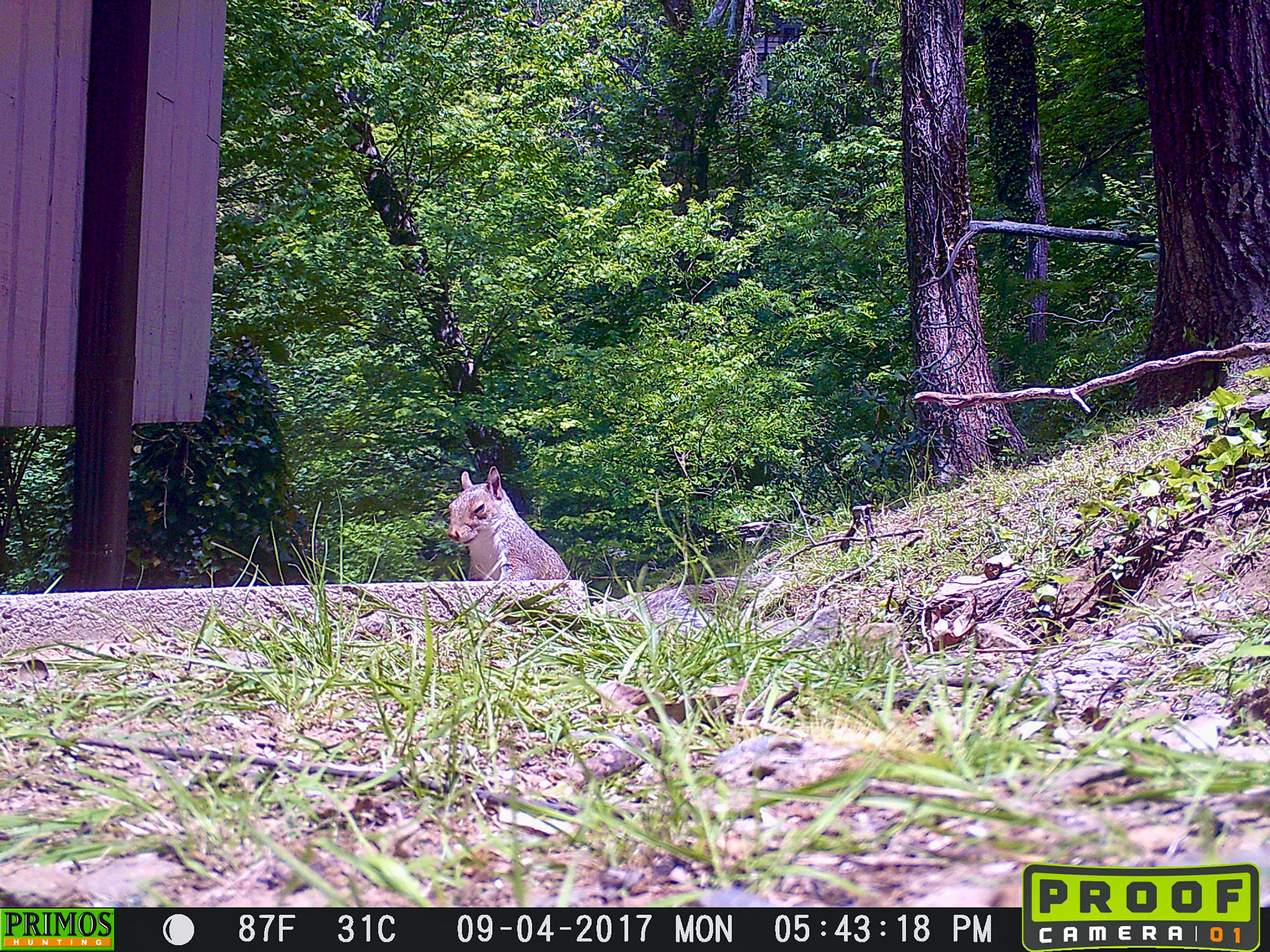 Squirrels in Asheville, North Carolina