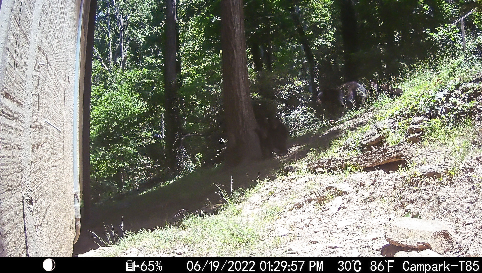 Look closely... bears!