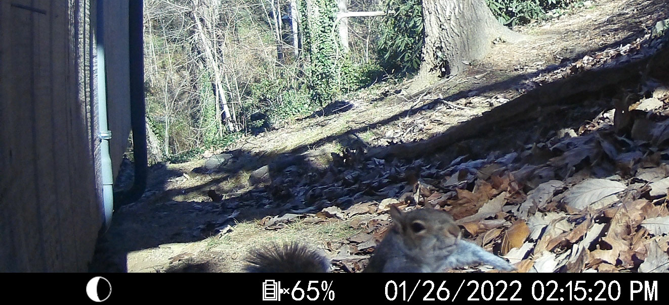 Squirrels in Asheville, North Carolina