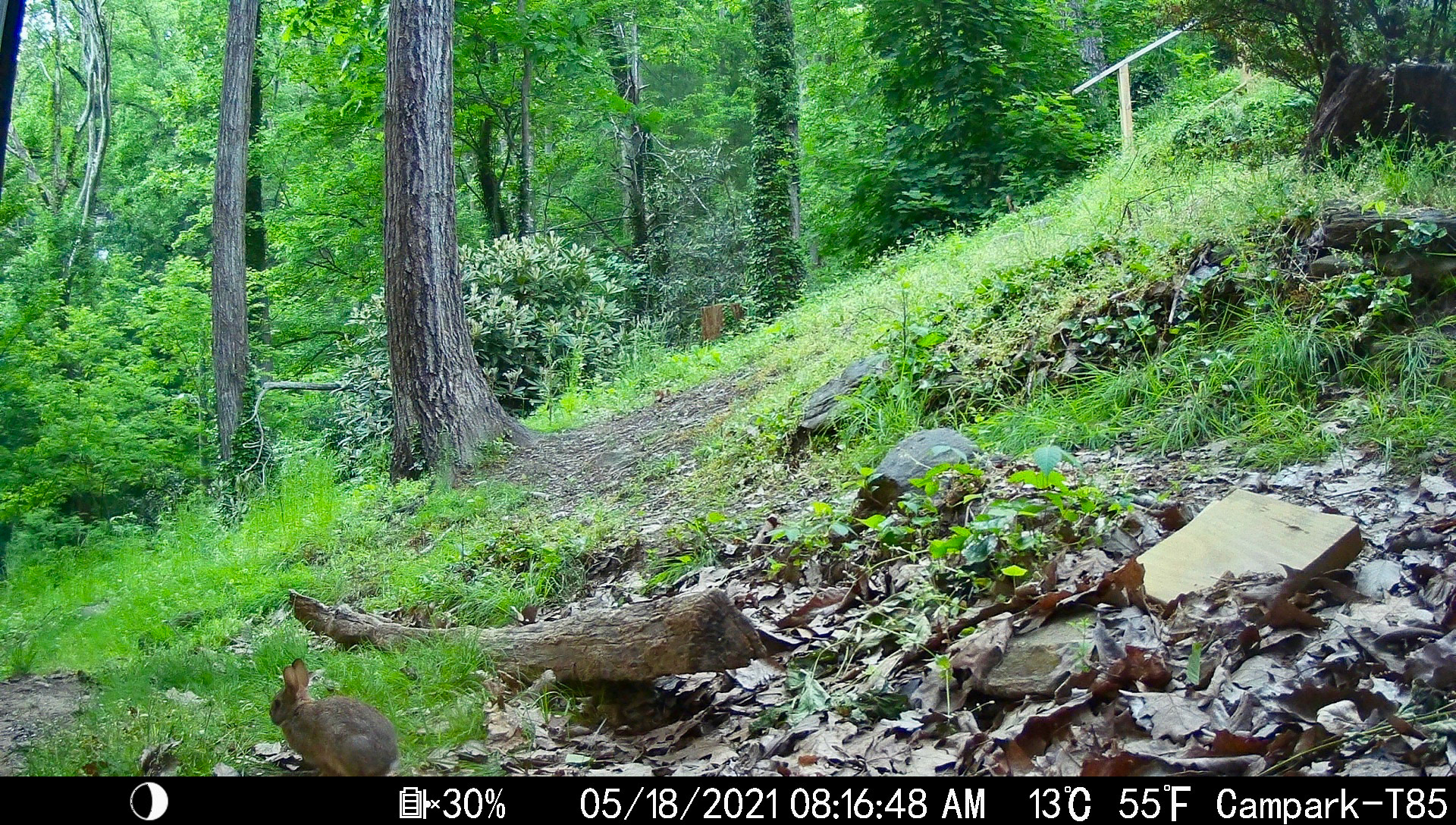Rabbits in Asheville, North Carolina
