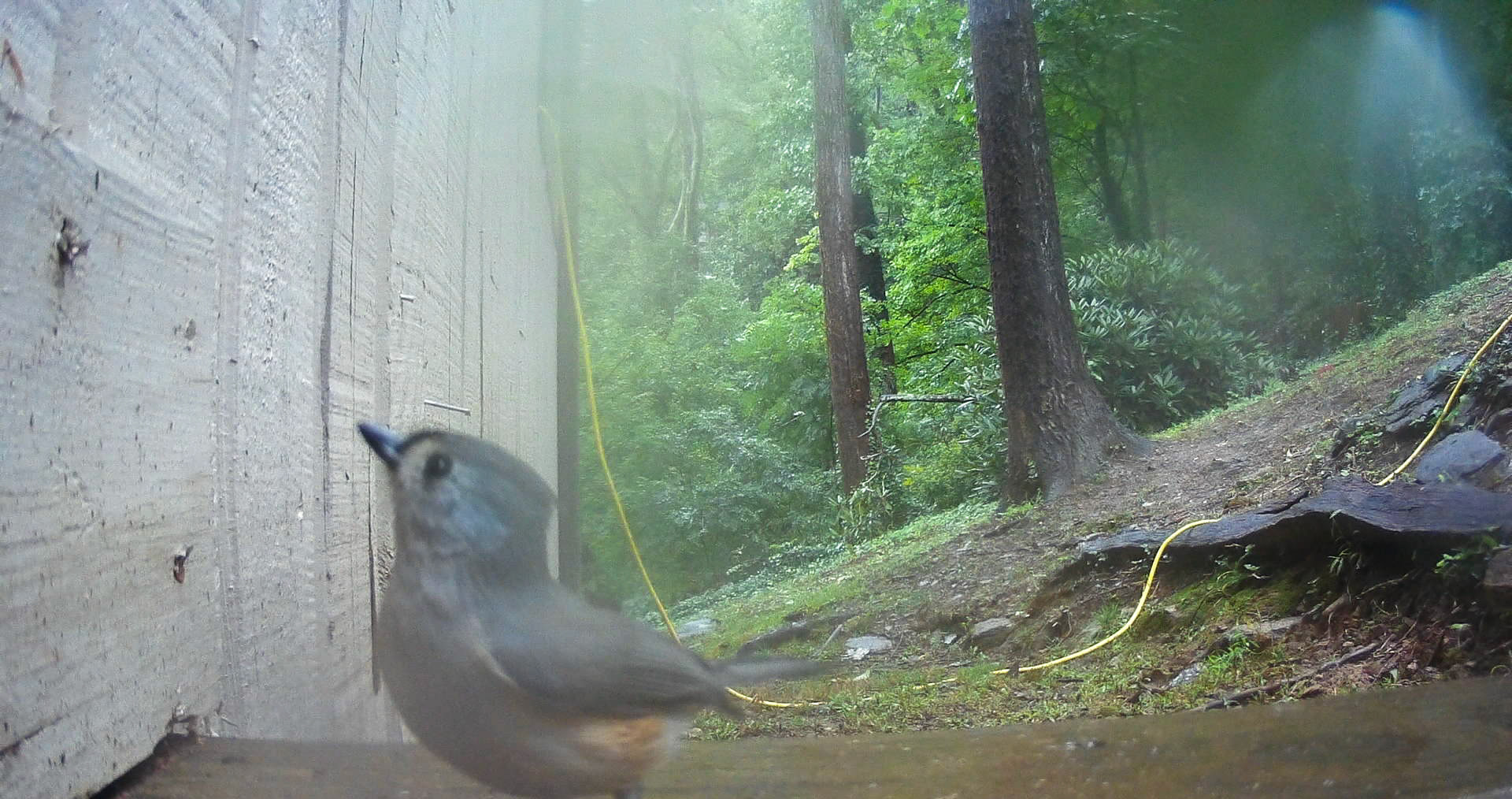 Birds in Asheville, North Carolina