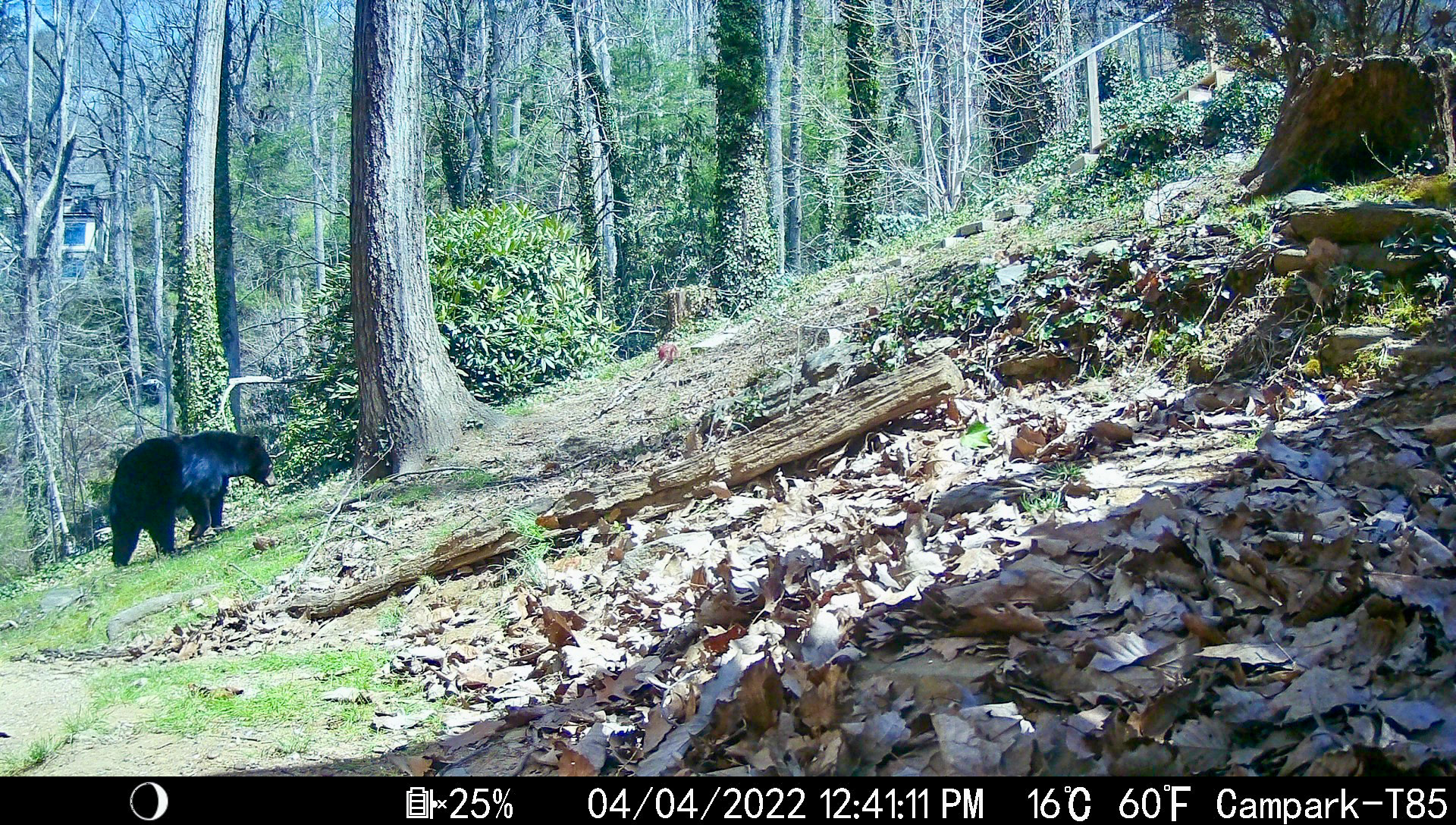 Black Bears in Asheville, North Carolina