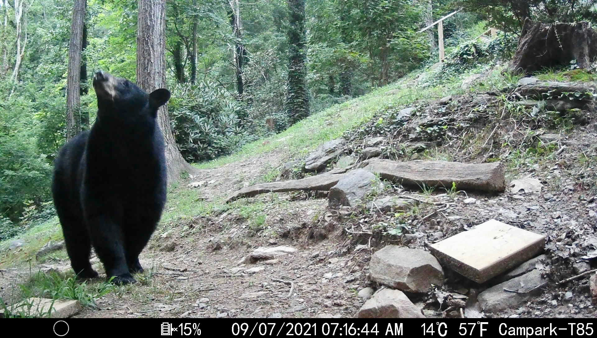 Black Bears in Asheville, North Carolina