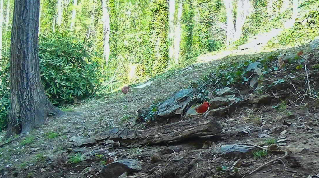 Birds in Asheville, North Carolina