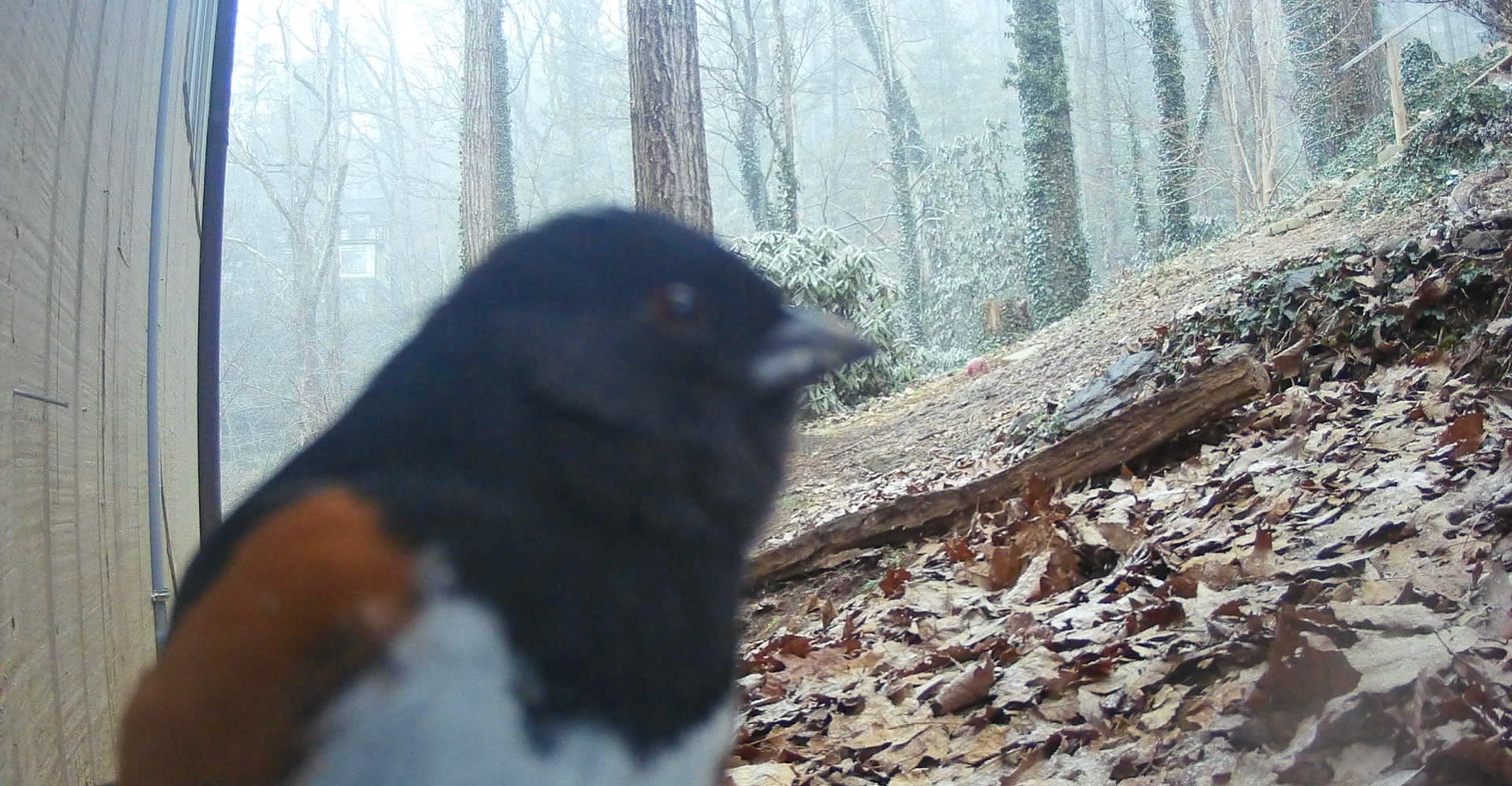 Birds in Asheville, North Carolina