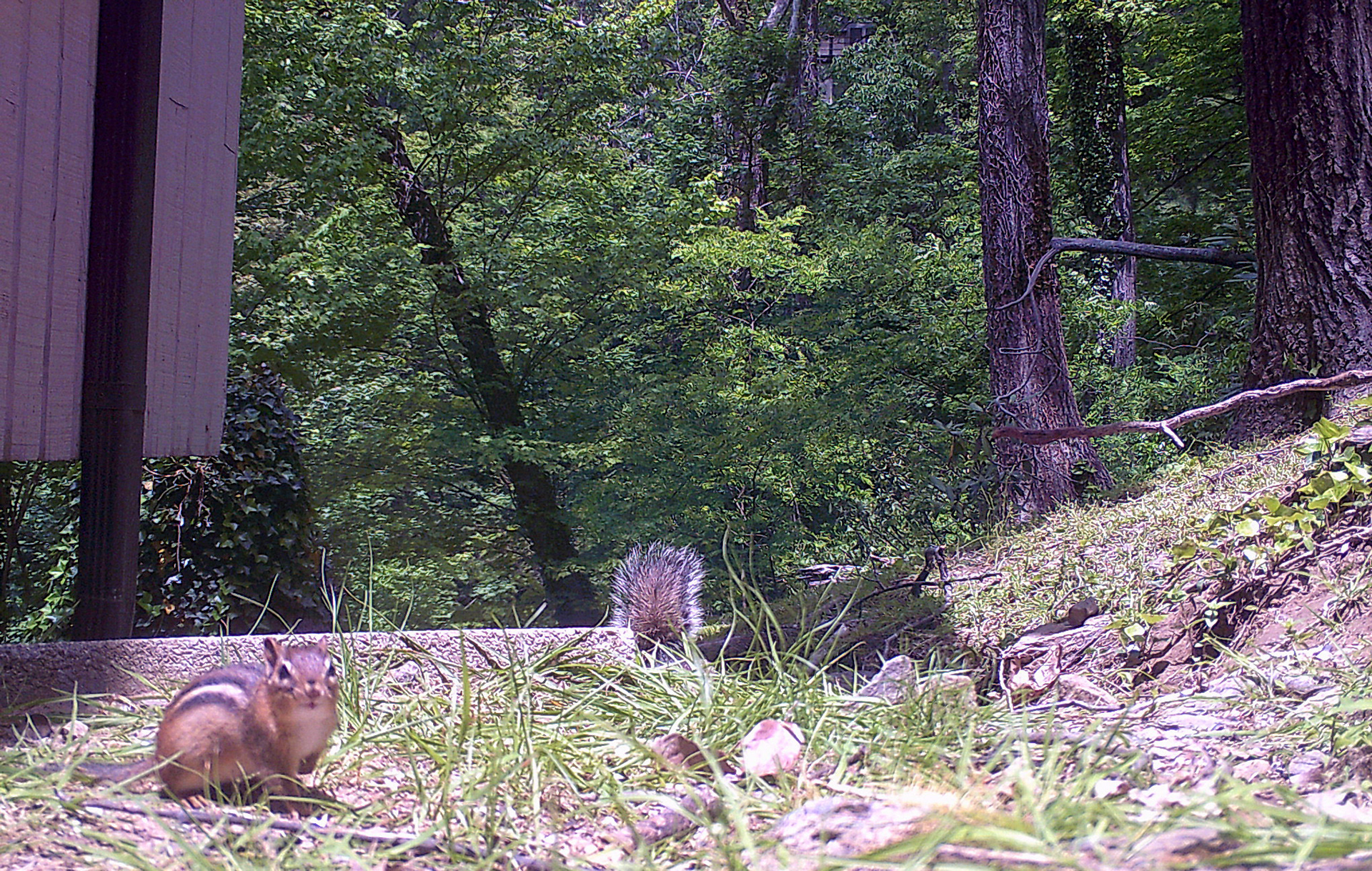 Chipmunks in Asheville, North Carolina