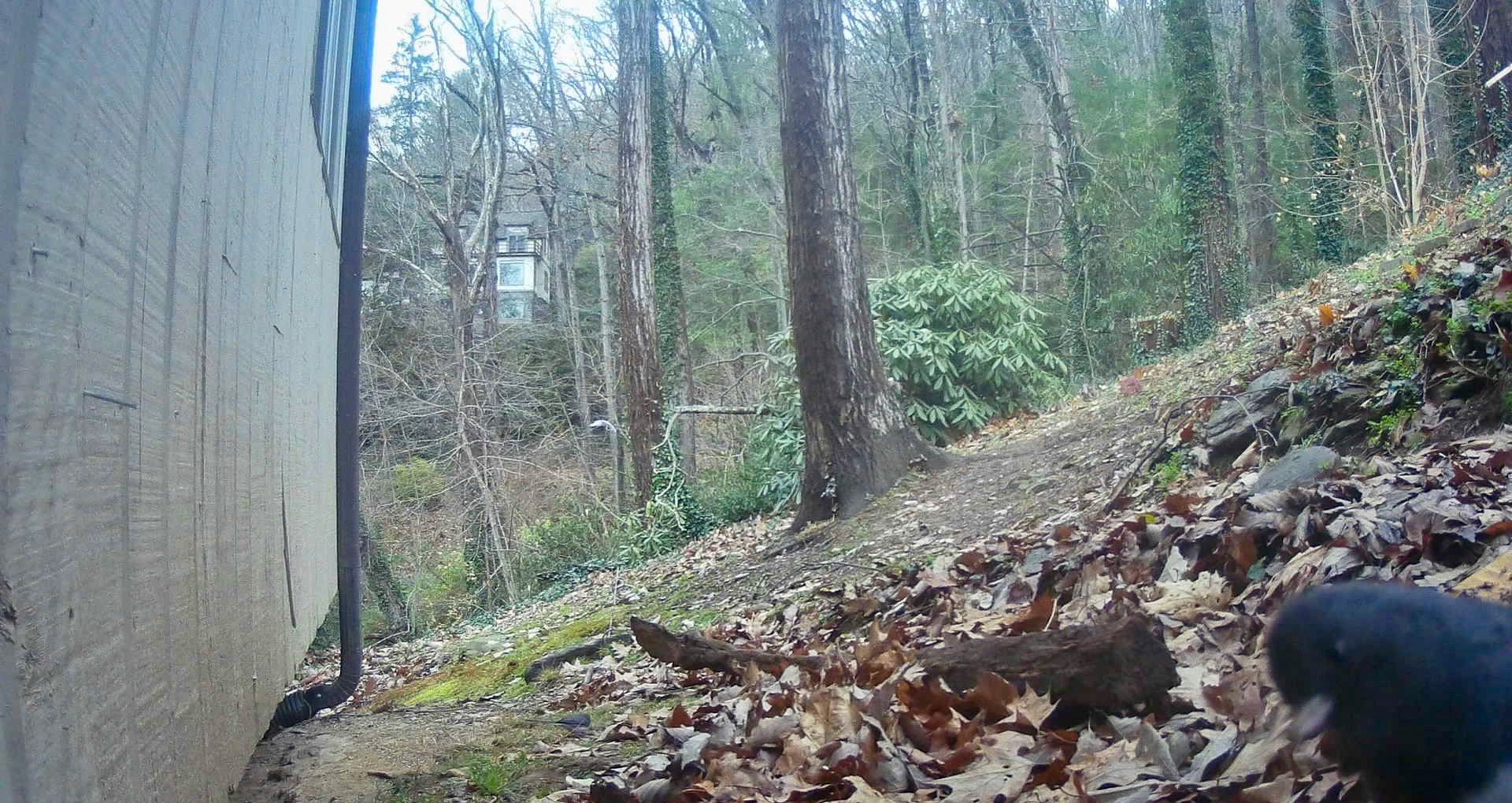 Birds in Asheville, North Carolina