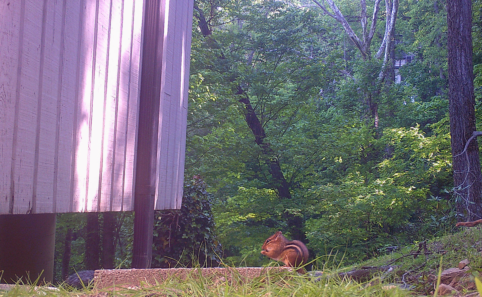 Chipmunks in Asheville, North Carolina