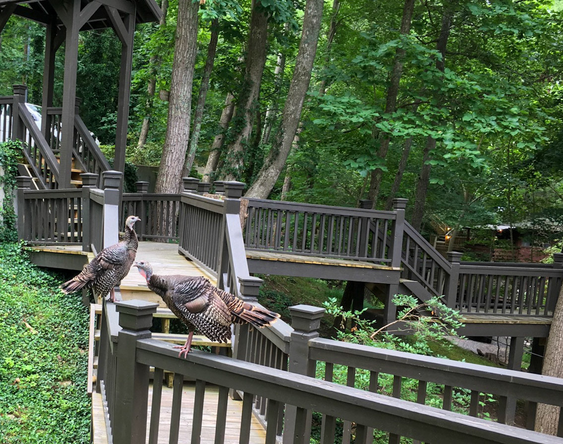 Turkeys in Asheville, North Carolina