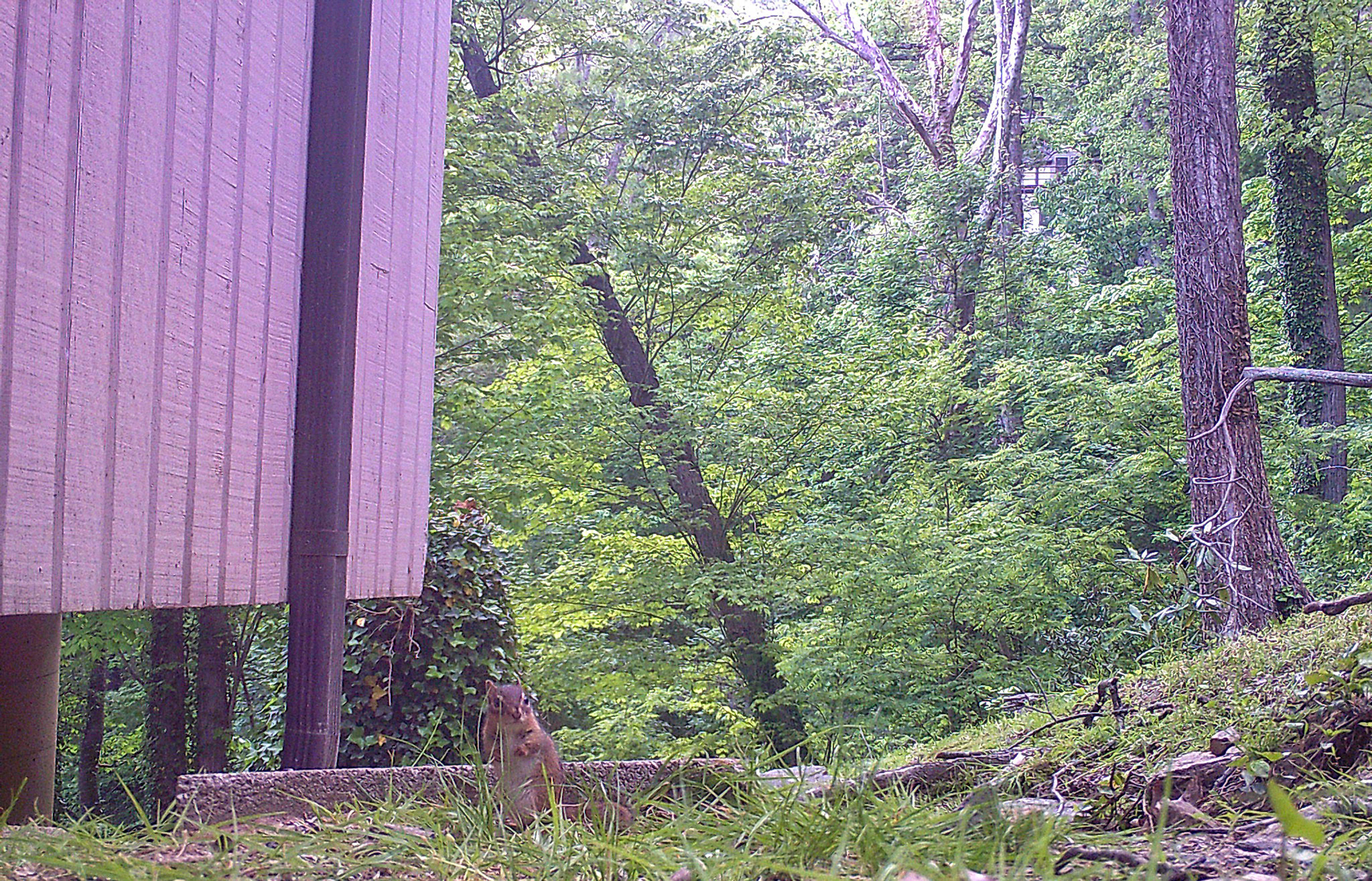 Chipmunks in Asheville, North Carolina