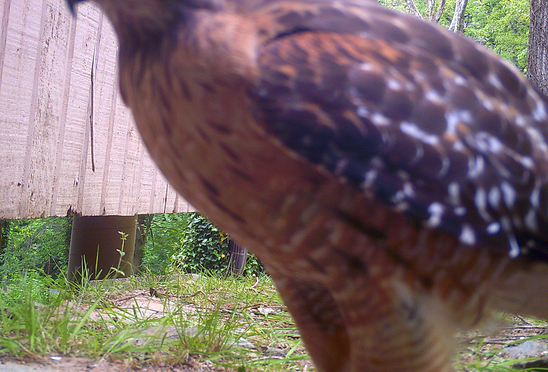 Birds in Asheville, North Carolina