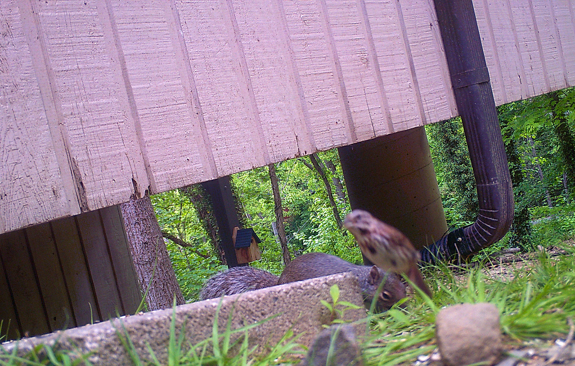 Birds in Asheville, North Carolina