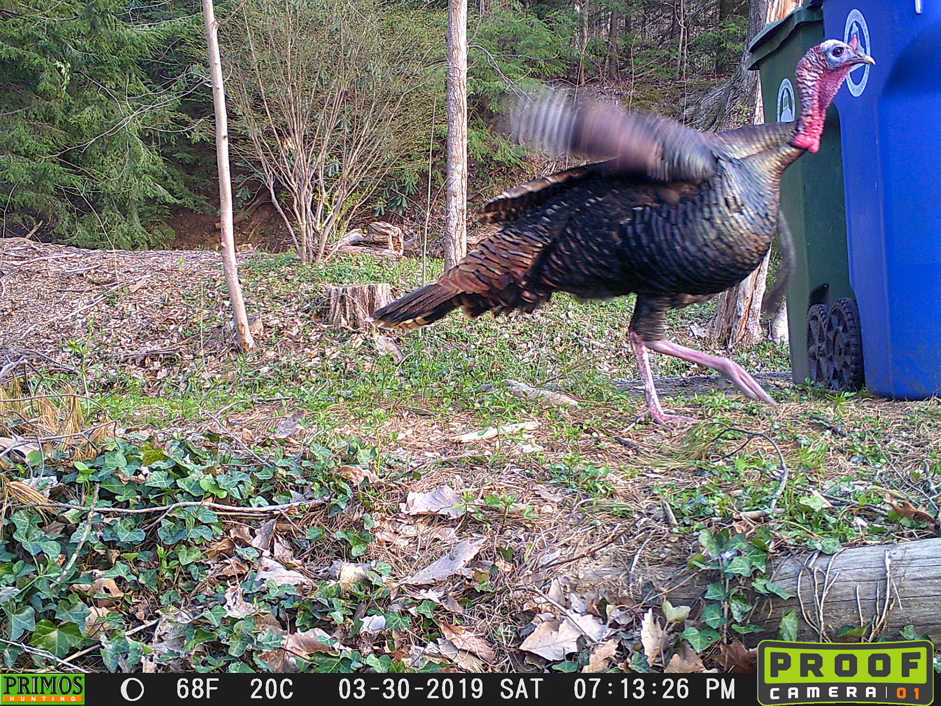 Turkeys in Asheville, North Carolina