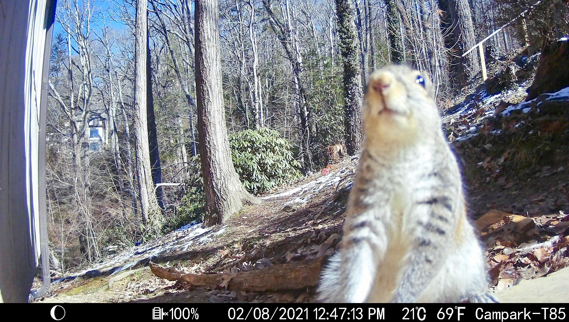 Squirrels in Asheville, North Carolina