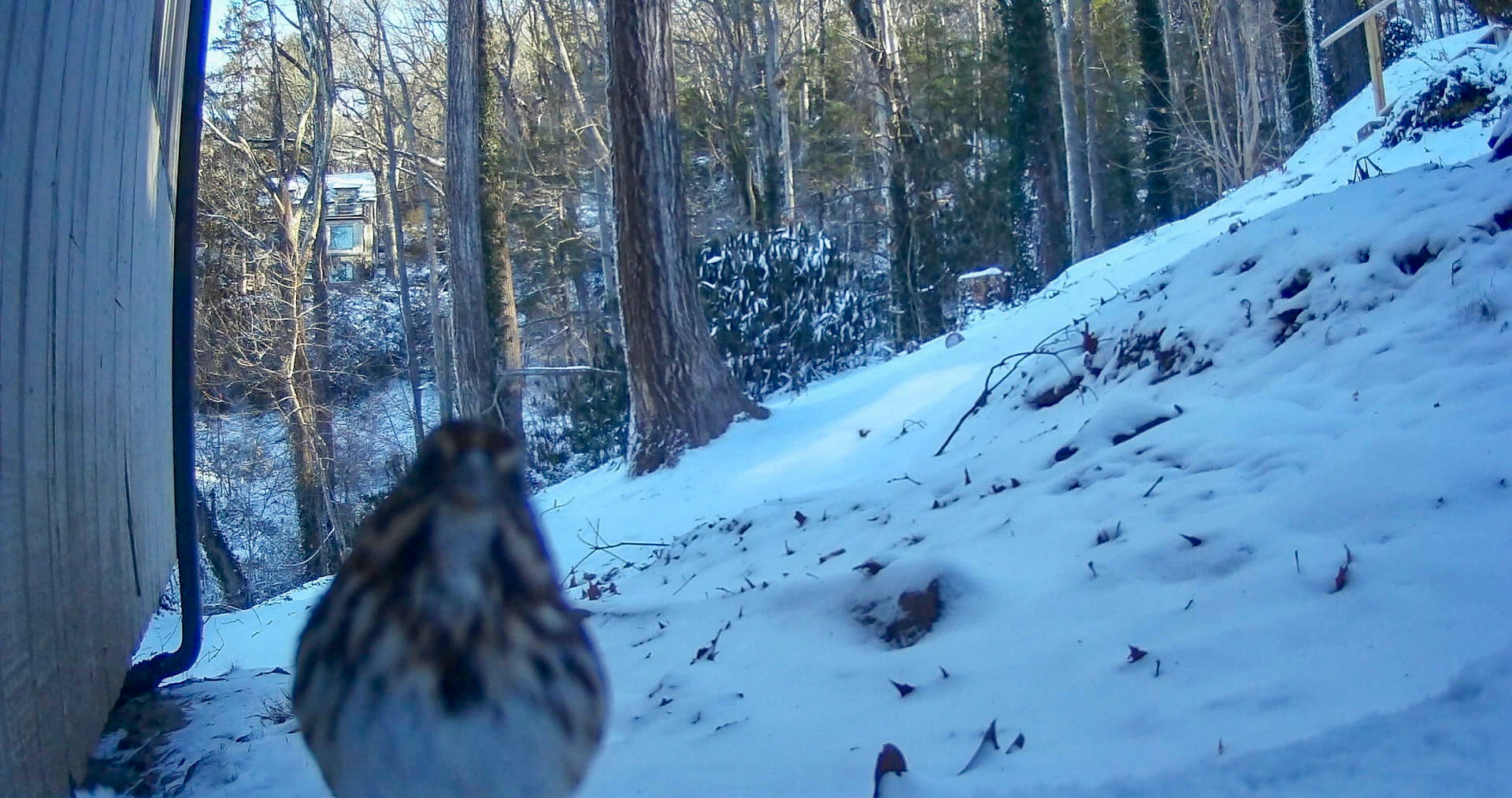 Birds in Asheville, North Carolina
