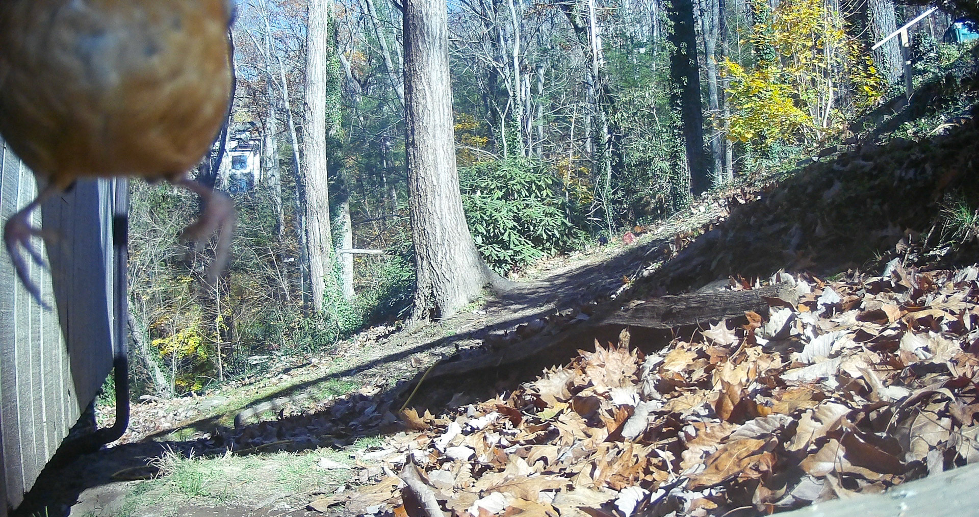 Birds in Asheville, North Carolina