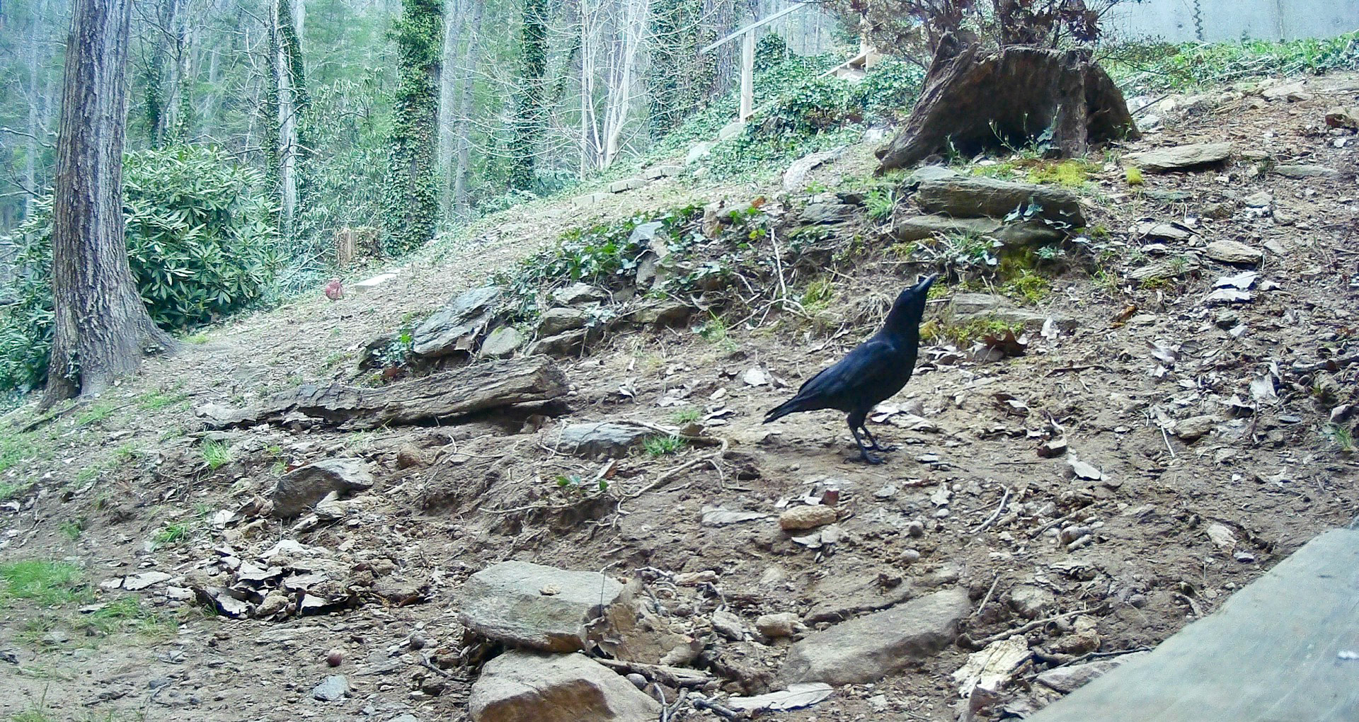Birds in Asheville, North Carolina