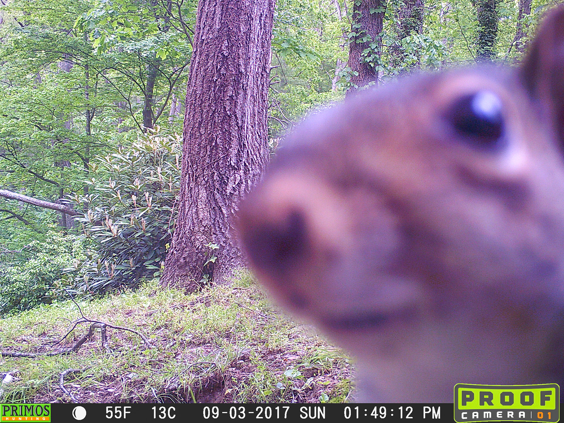 Squirrels in Asheville, North Carolina