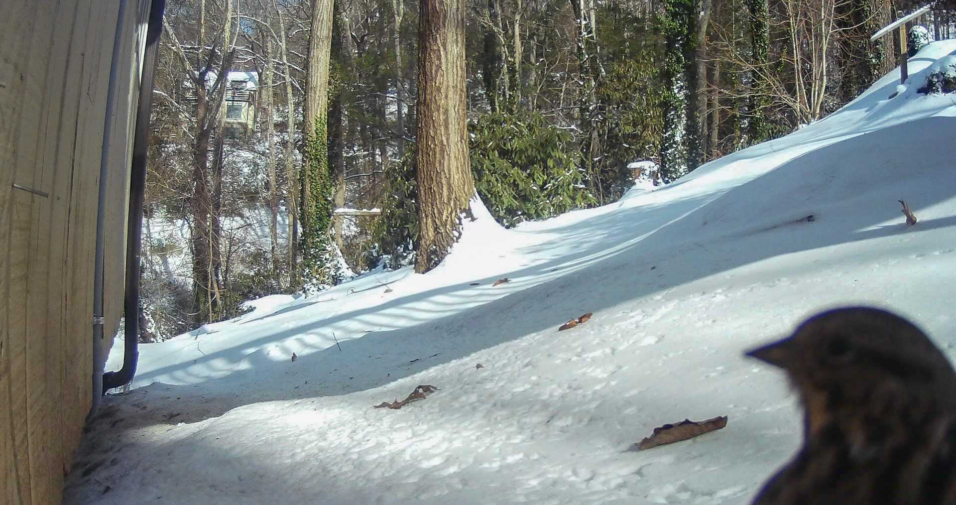 Birds in Asheville, North Carolina