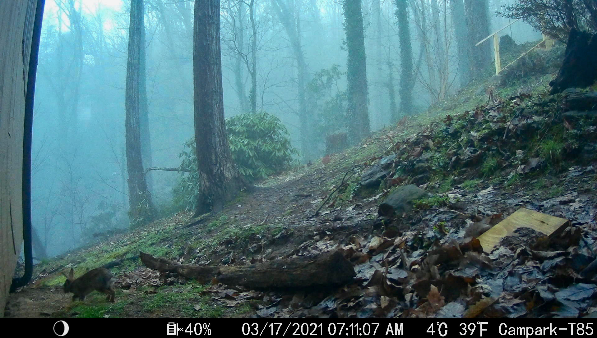 Rabbits in Asheville, North Carolina