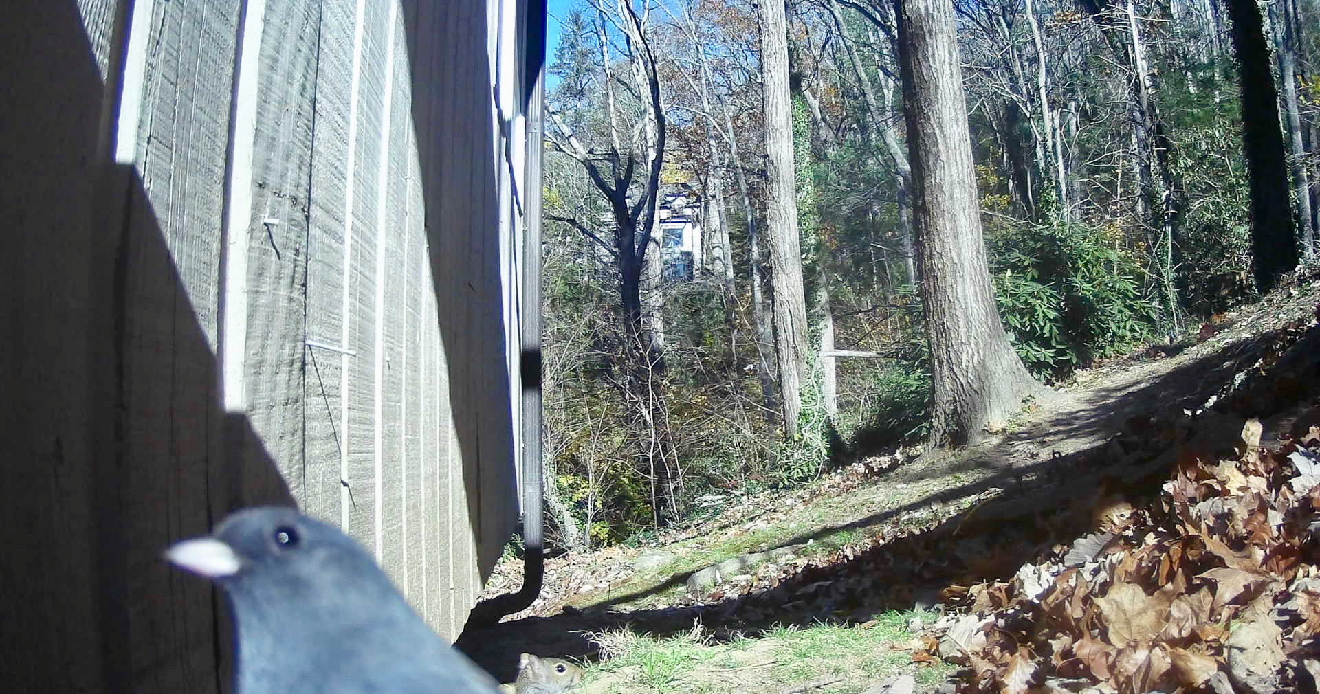 Birds in Asheville, North Carolina