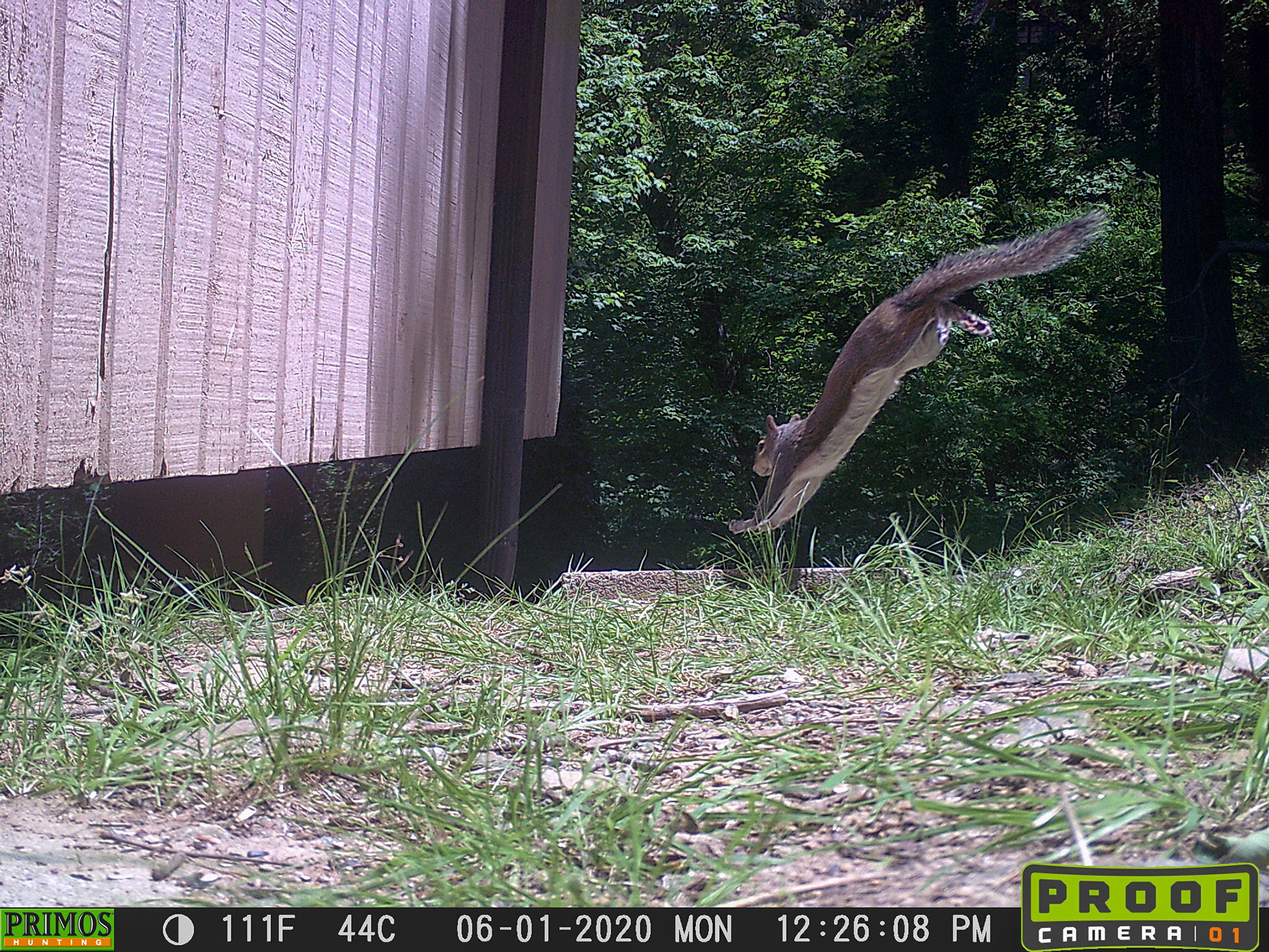 Squirrels in Asheville, North Carolina