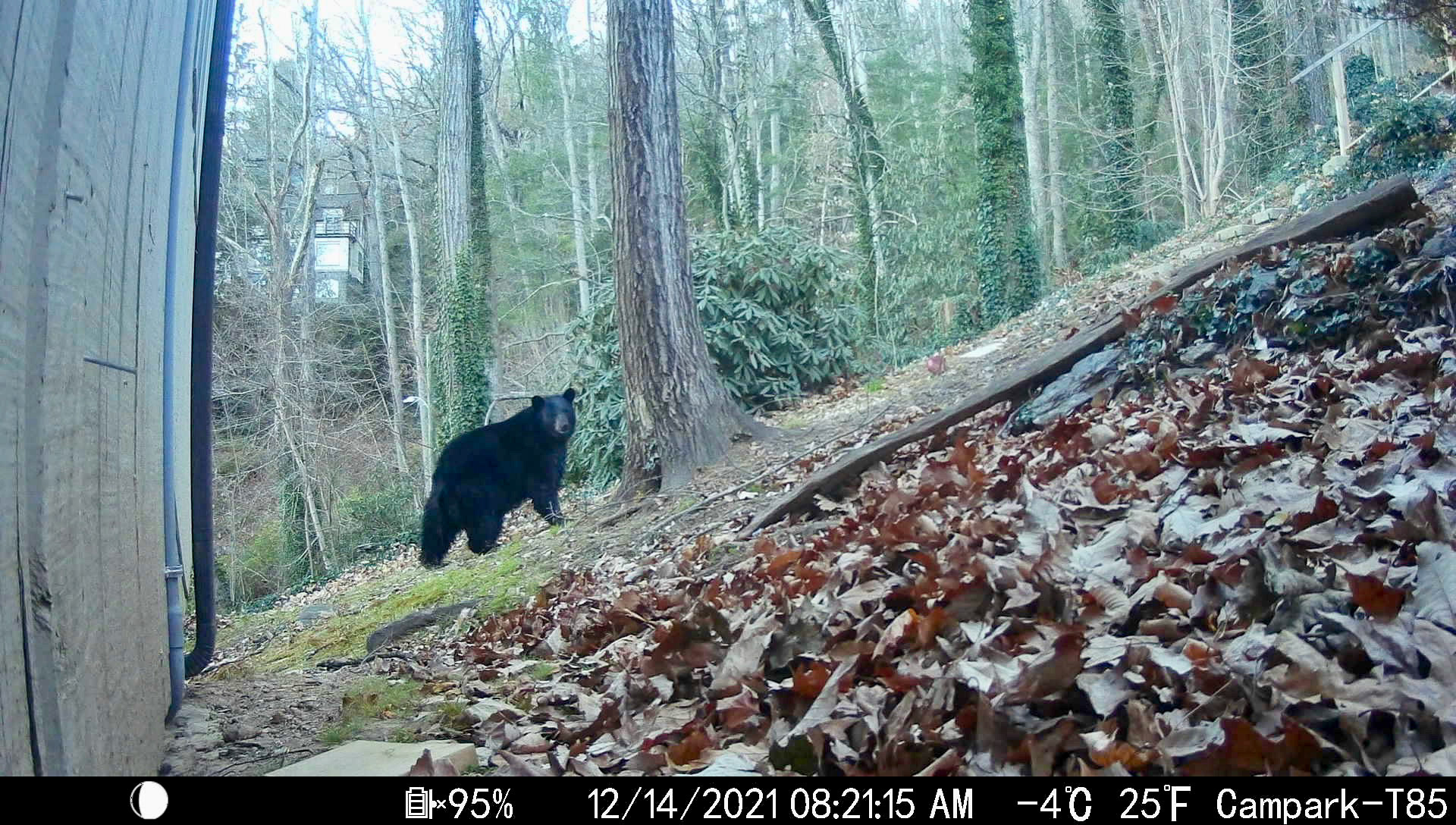 Black Bears in Asheville, North Carolina