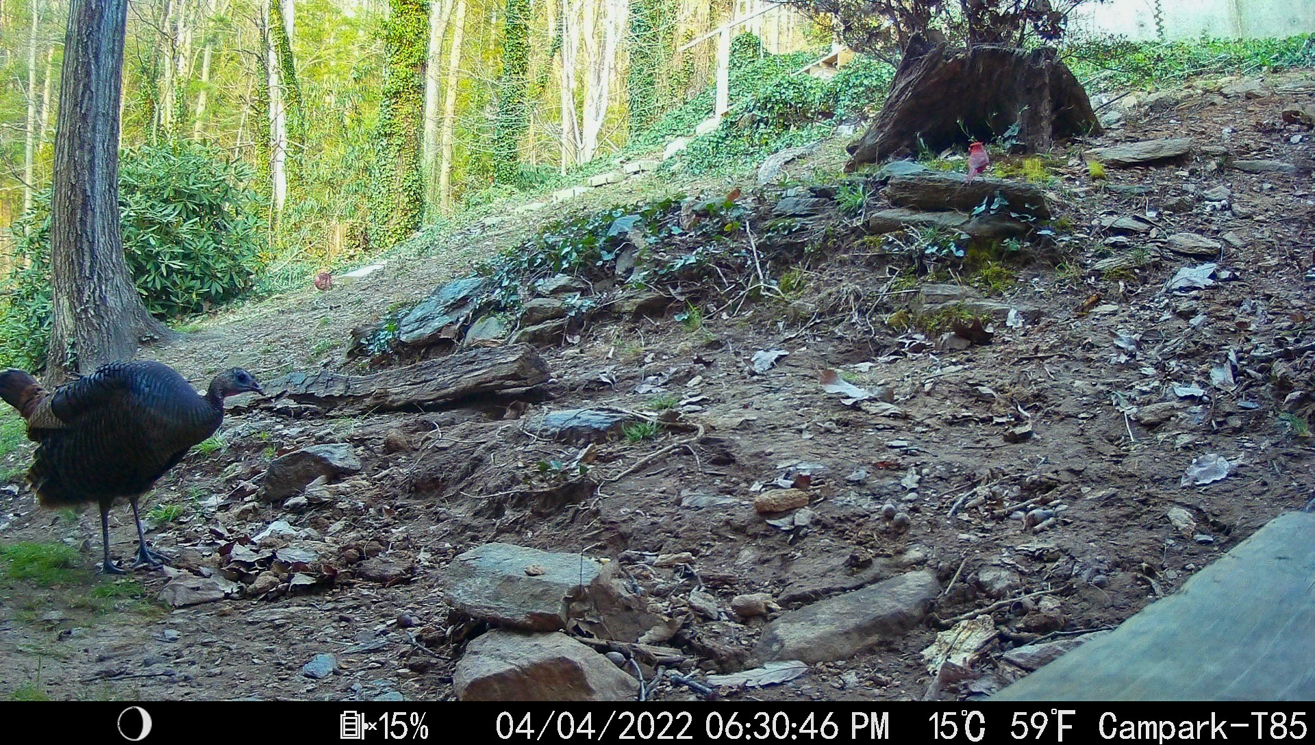 Turkeys in Asheville, North Carolina