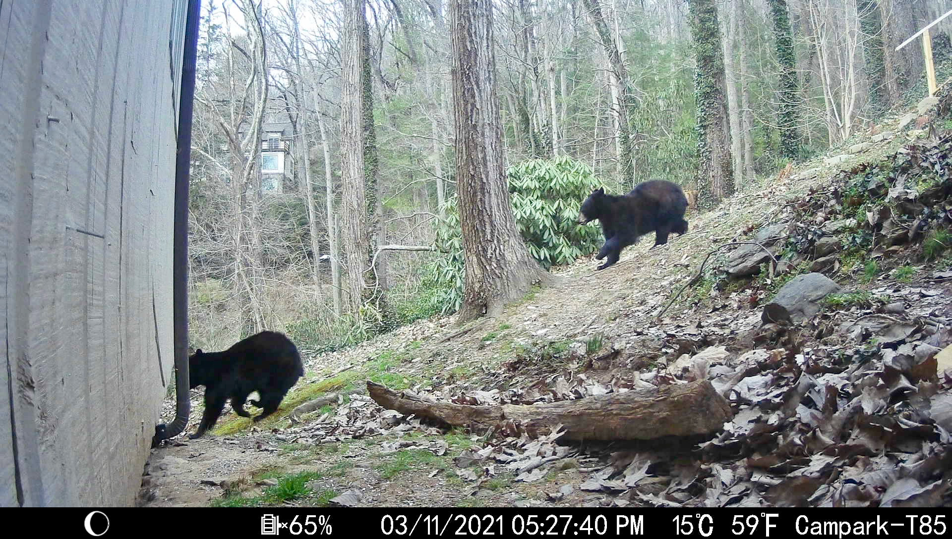 Black Bears in Asheville, North Carolina