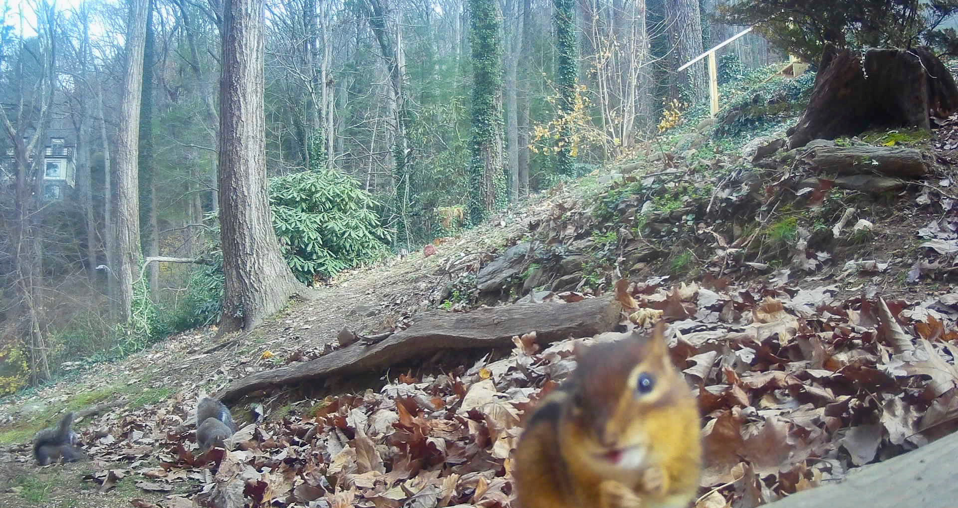 Chipmunks in Asheville, North Carolina