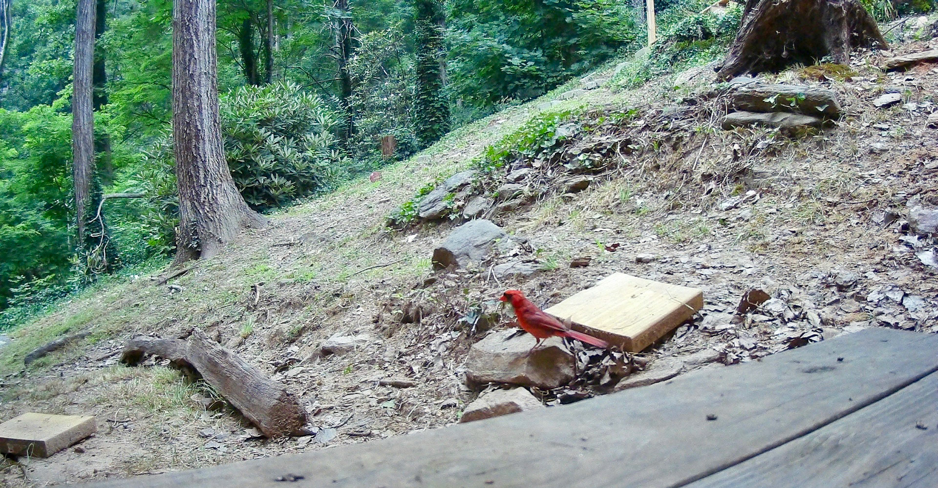 Birds in Asheville, North Carolina