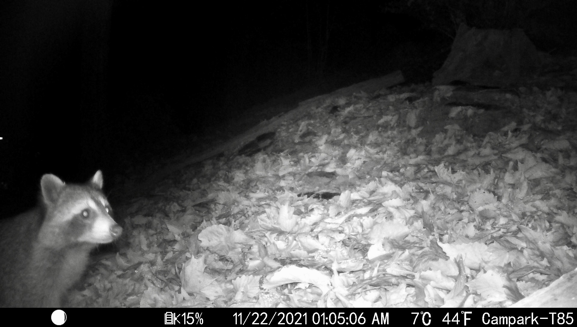 Raccoons in Asheville, North Carolina