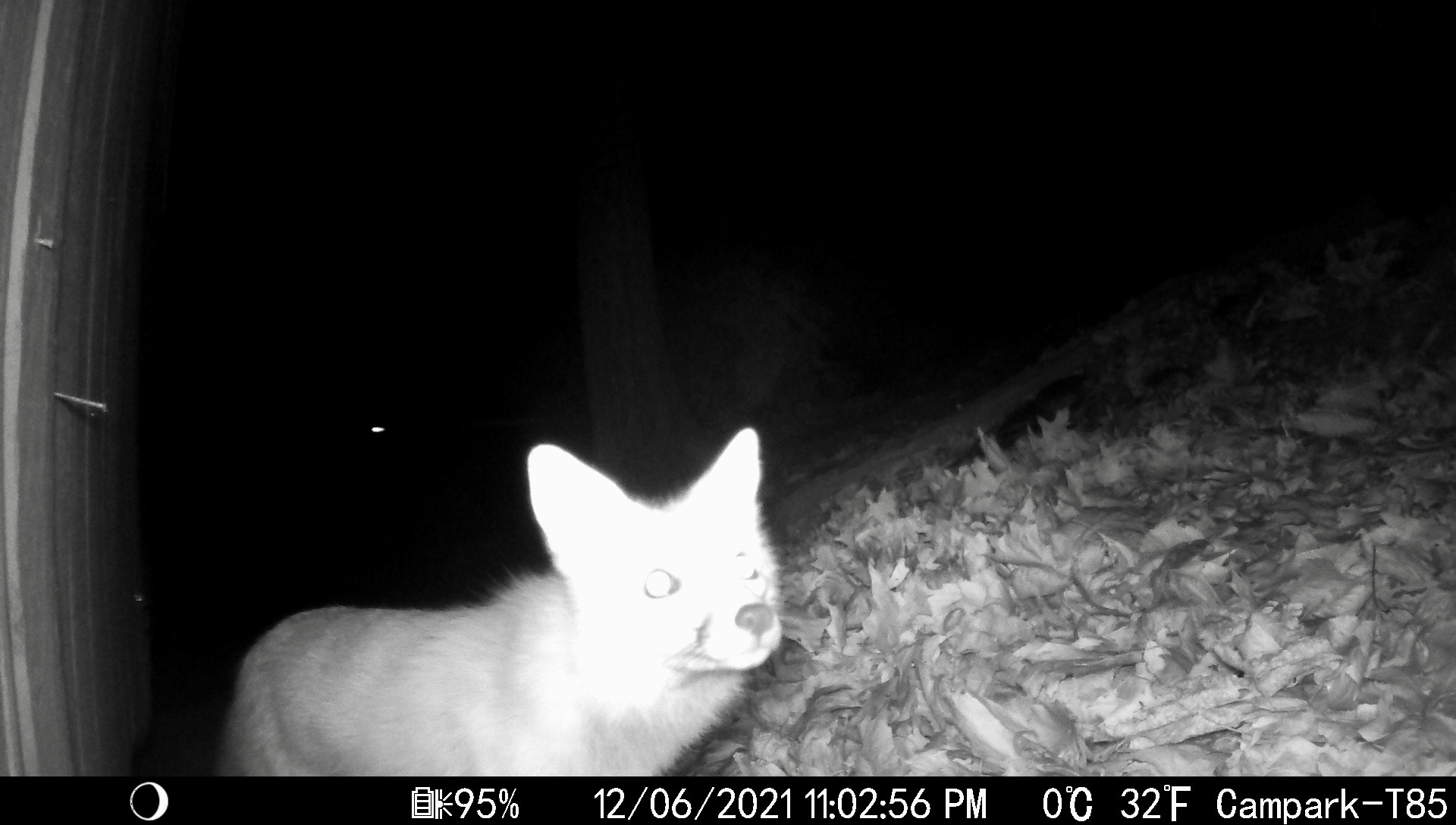 Foxes in Asheville, North Carolina