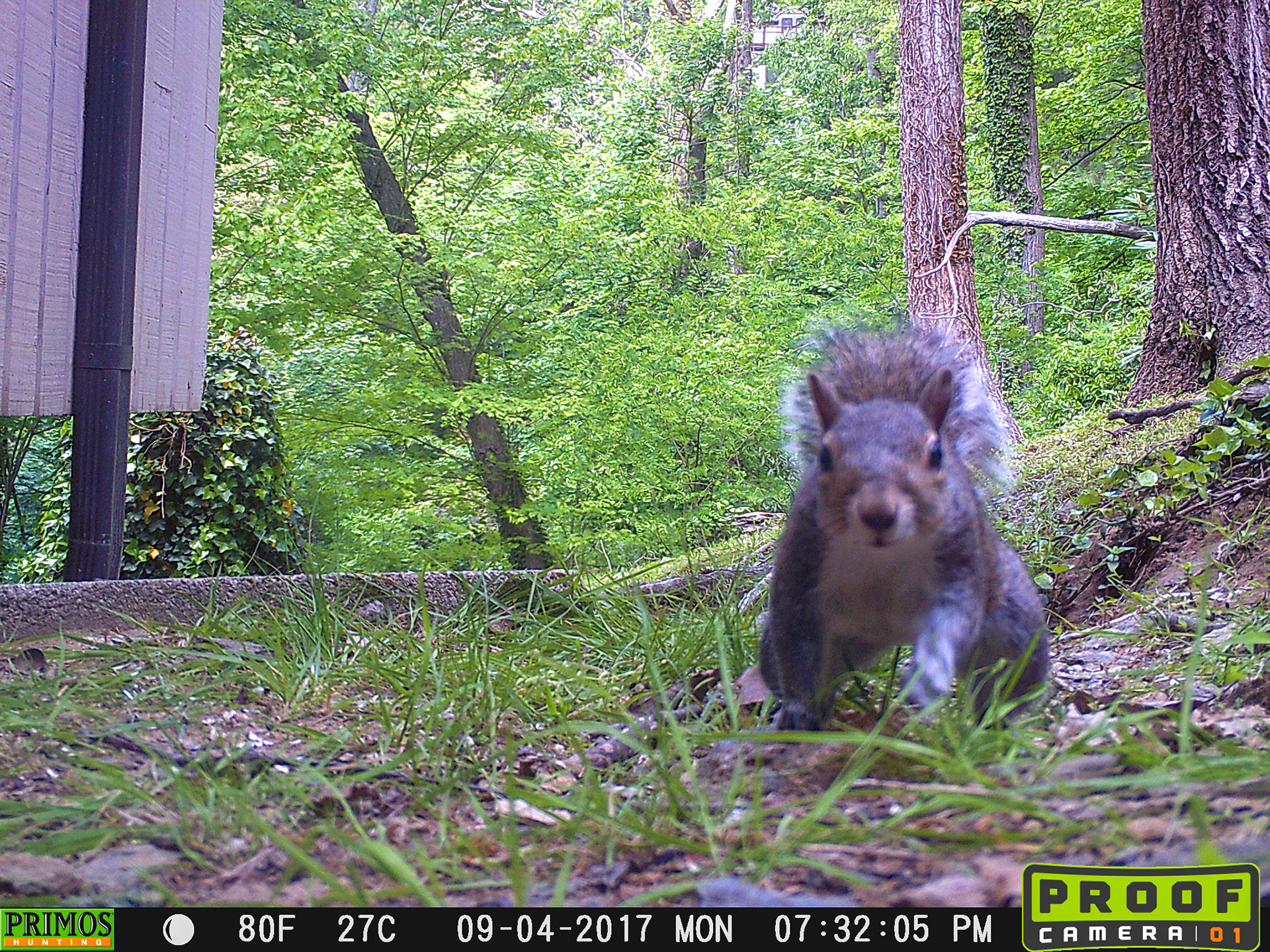 Squirrels in Asheville, North Carolina