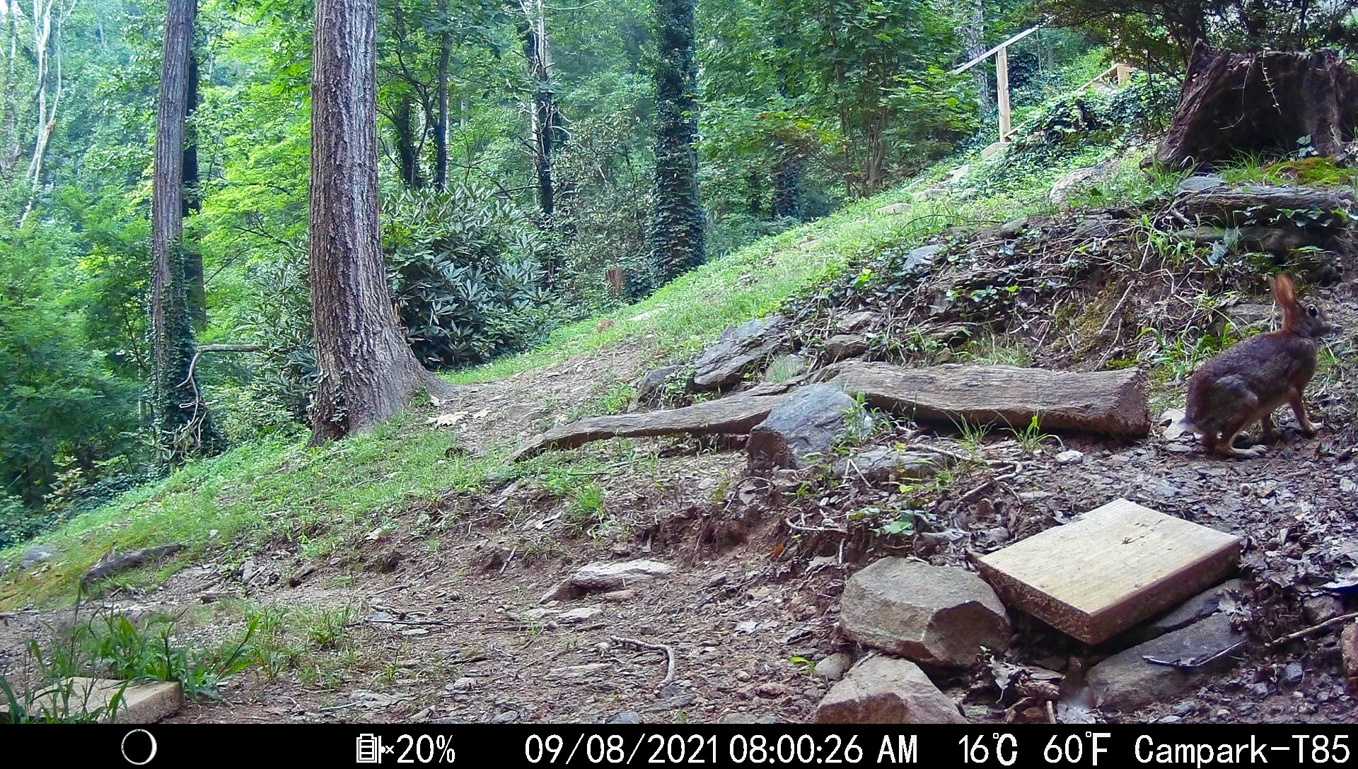 Rabbits in Asheville, North Carolina