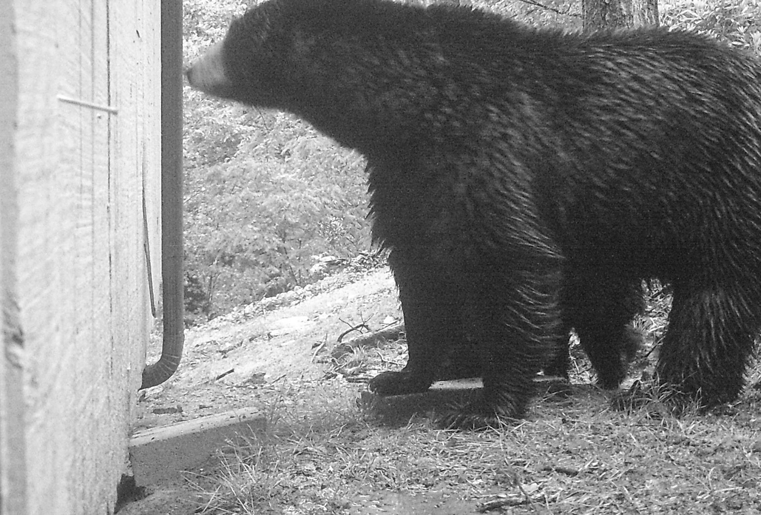 Black Bears in Asheville, North Carolina