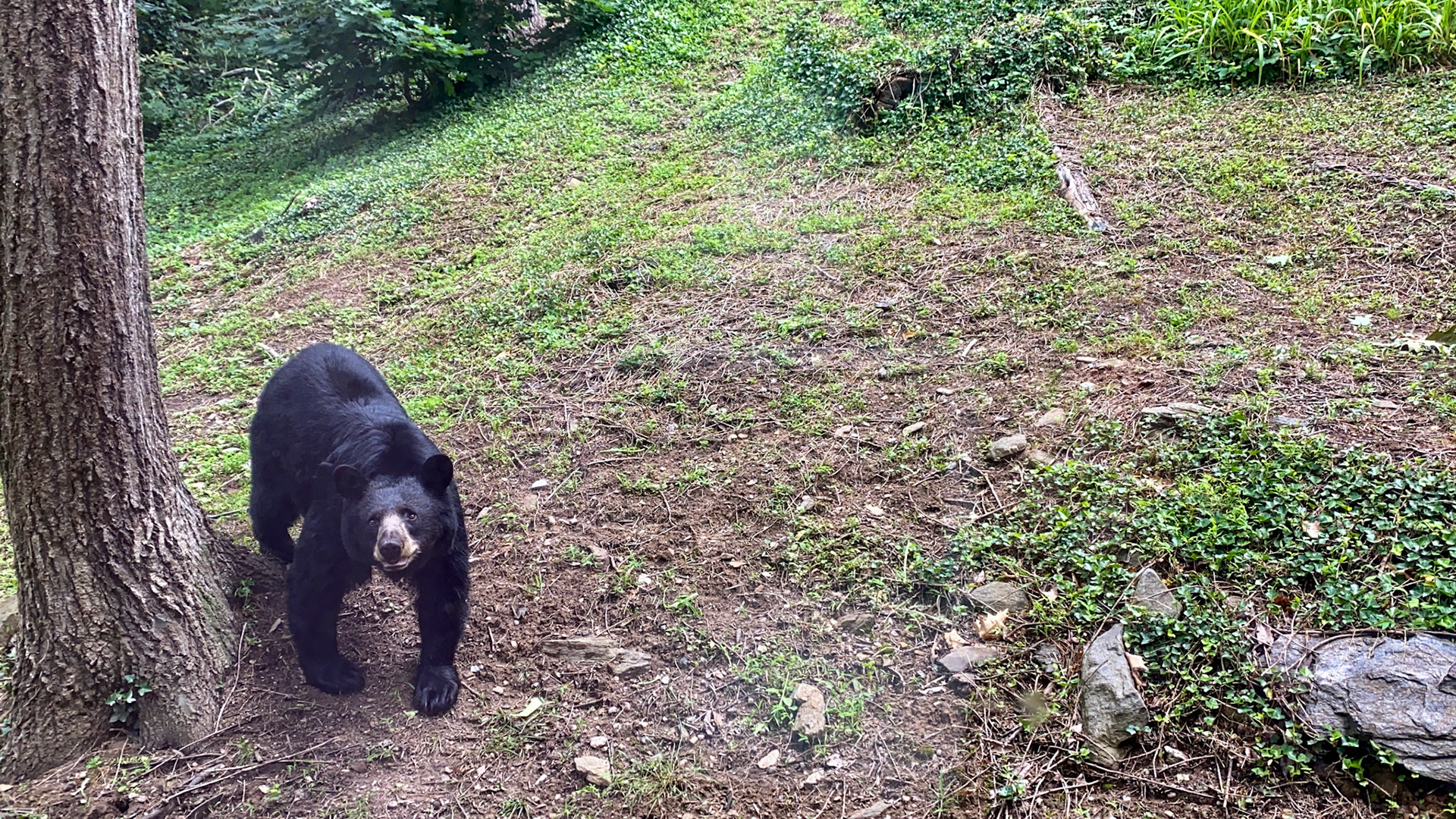 Black Bears in Asheville, North Carolina