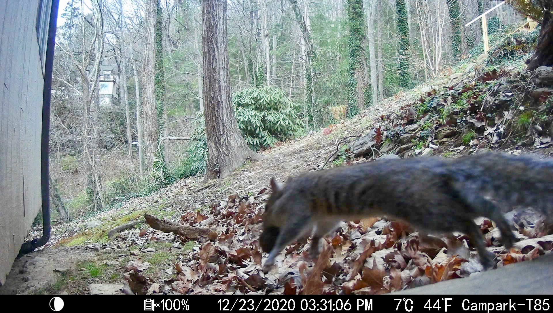 Squirrels in Asheville, North Carolina