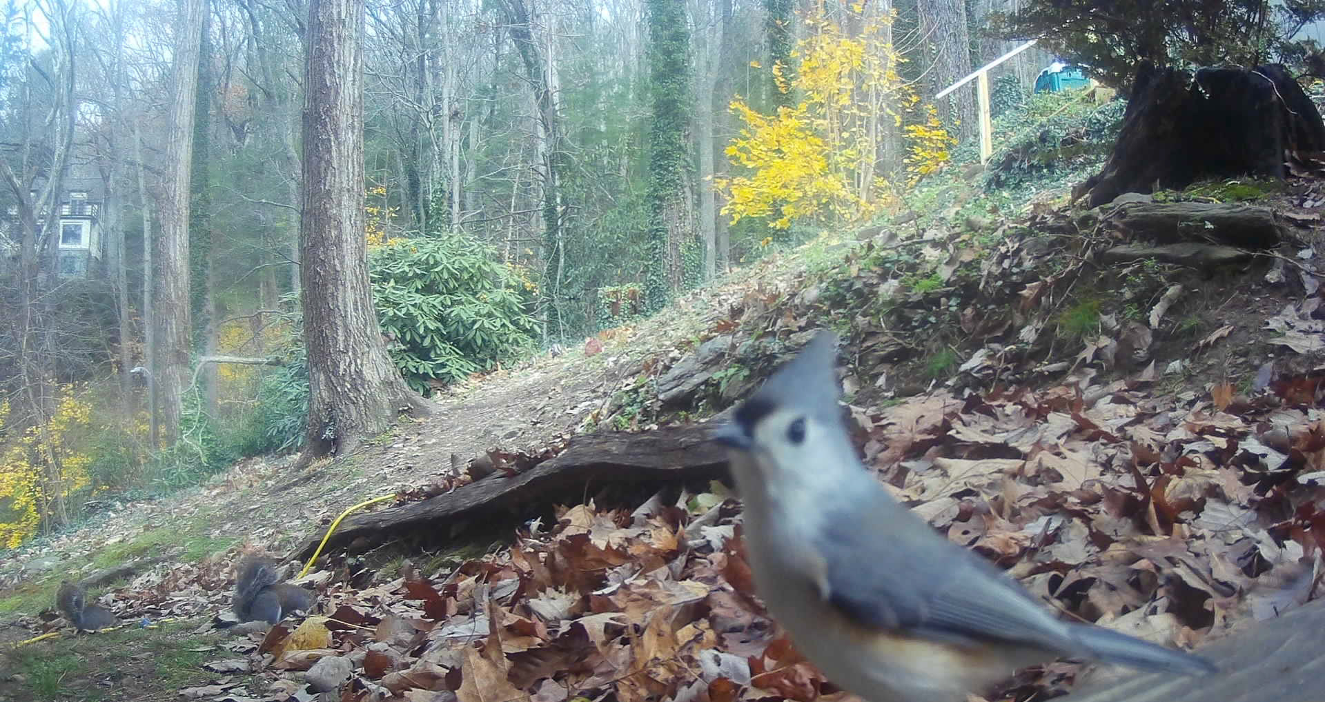 Birds in Asheville, North Carolina
